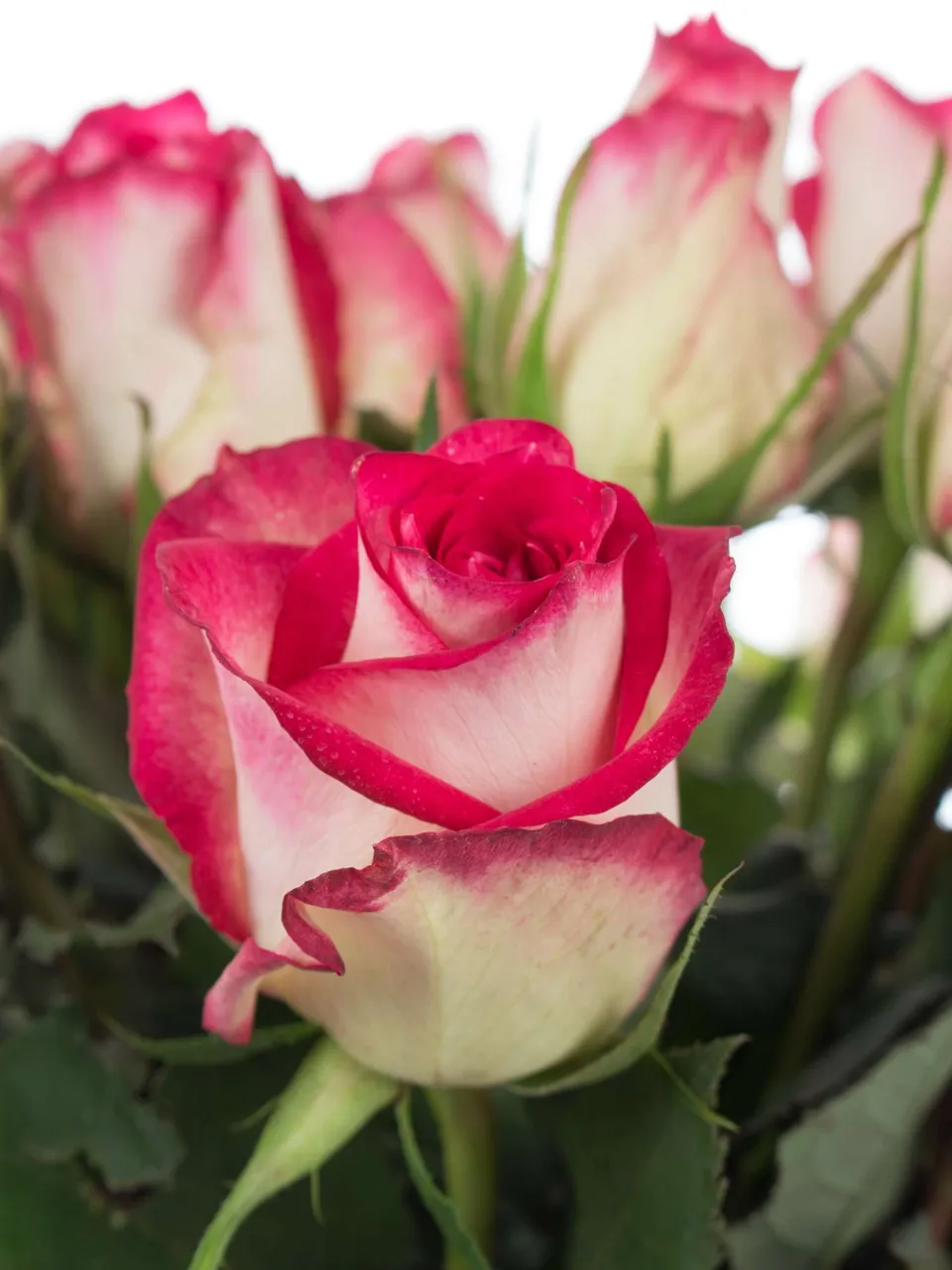 blumigo-double-date-rose-pink-wei-einzelstiel image 1