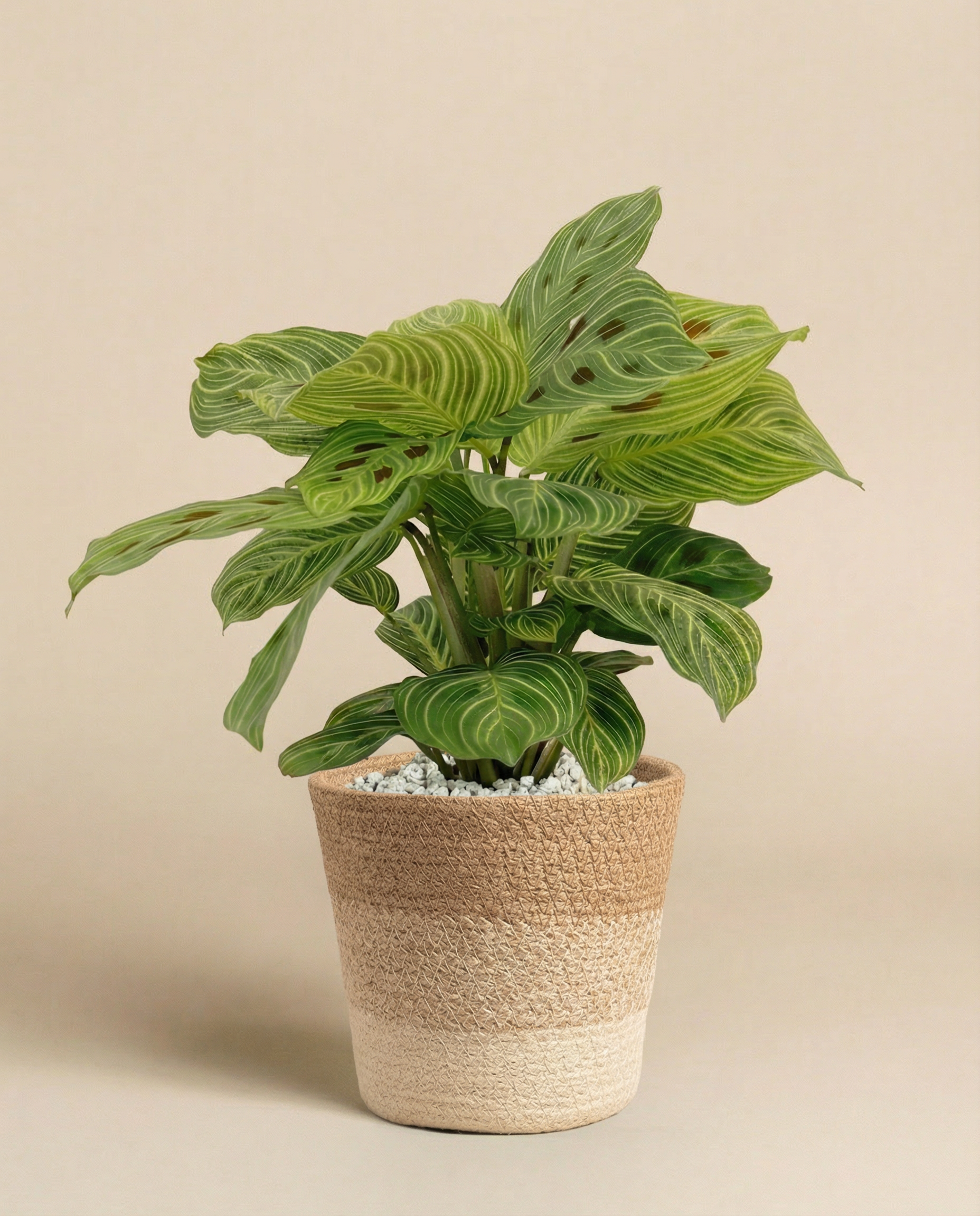 feey-maranta-light-veins-zimmerpflanze-ohne-topf-selten image 8