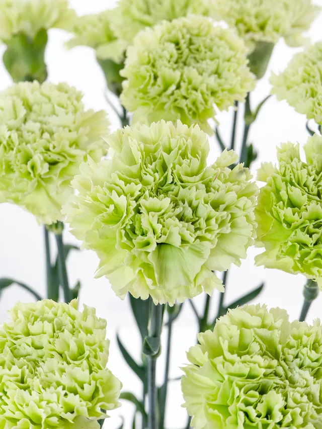 blumigo-nelken-edelnelken-goblin-gr-n-schnittblumen image 1