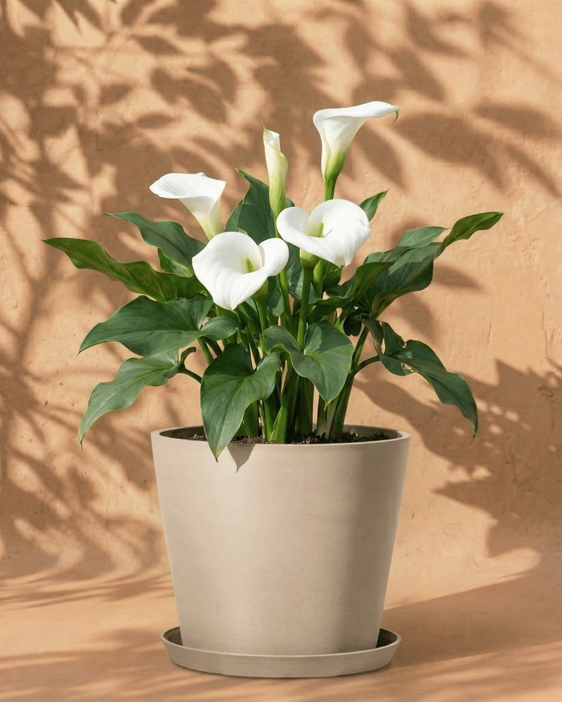 feey-amsterdam-calla-wei-blumenzwiebeln-3-st-ck image 7