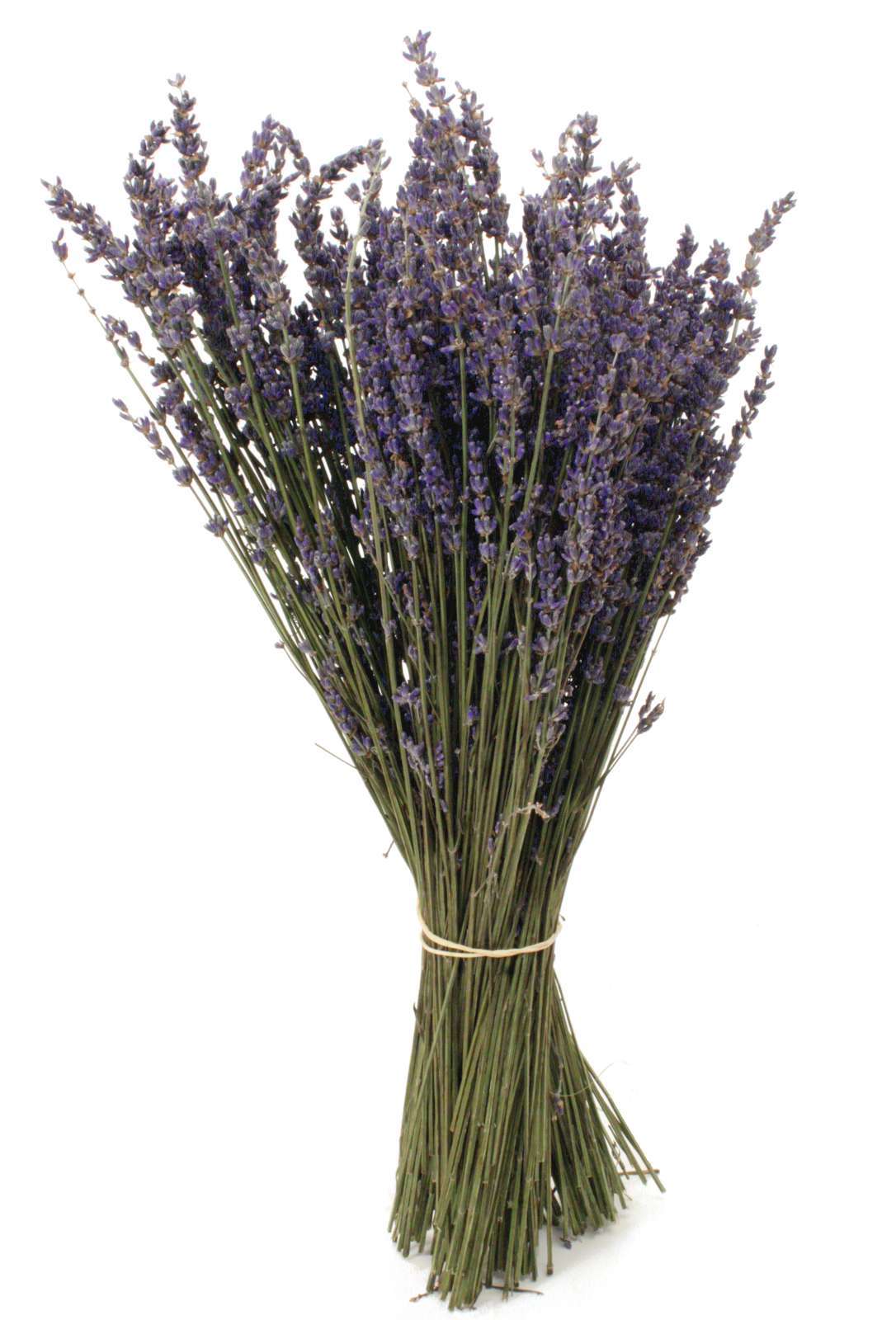 blumigo-trockenblumen-lavendel-bund-lila-duft image 3
