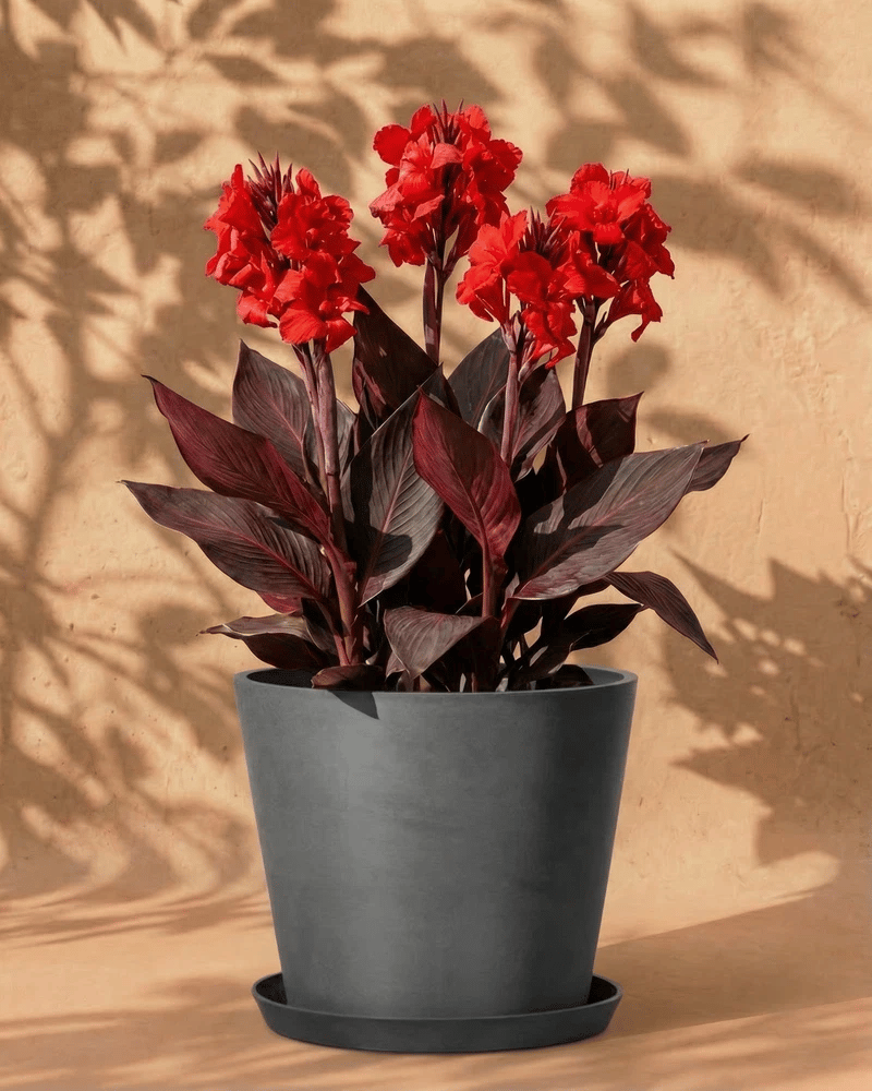feey-amsterdam-canna-rot-blumenrohr-knollen-3-st-ck-sonnig image 5