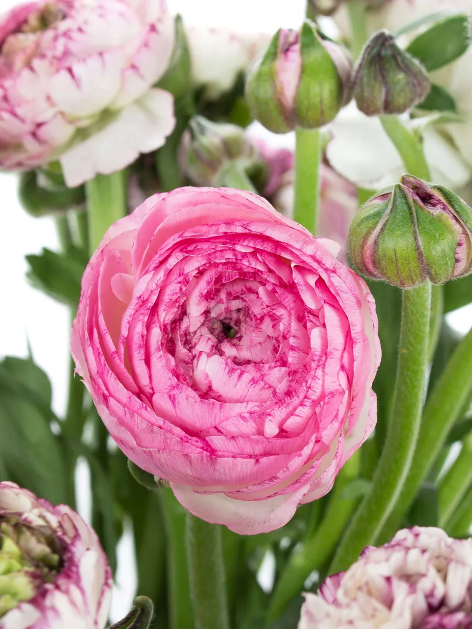 blumigo-ranunkeln-xl-bulbi-cappucino-schnittblumen-pink-wei image 1