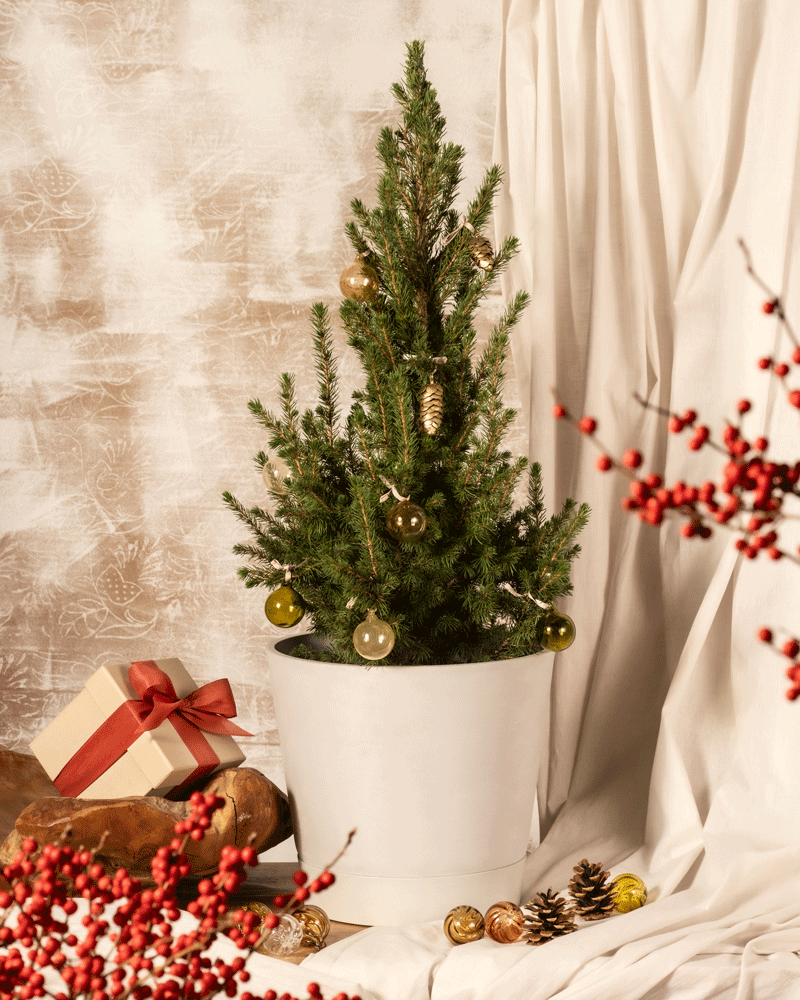 feey-amsterdam-gro-er-tannenbaum-ohne-topf-zuckerhutfichte image 5