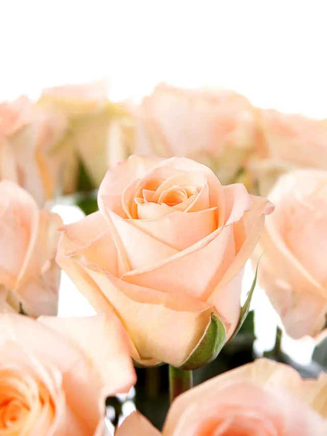 blumigo-rosen-tiffany-rose-apricot-frische-schnittblume image 1