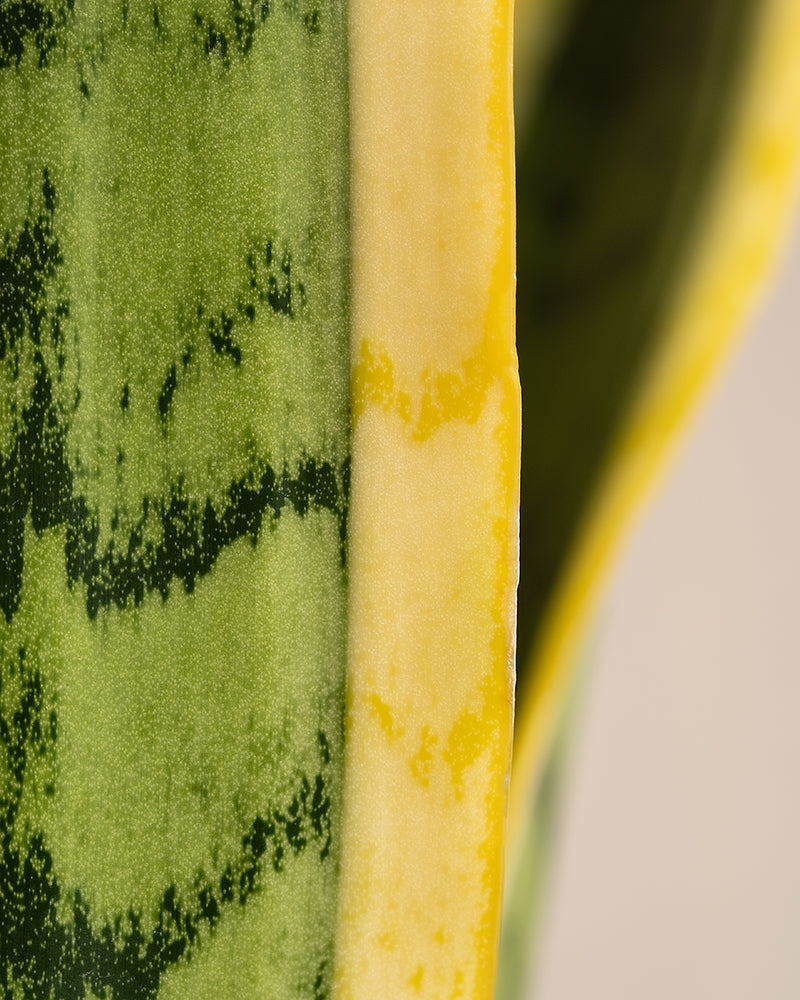 feey-variado-schwiegermutterzunge-xl-sansevieria-60-70cm image 6