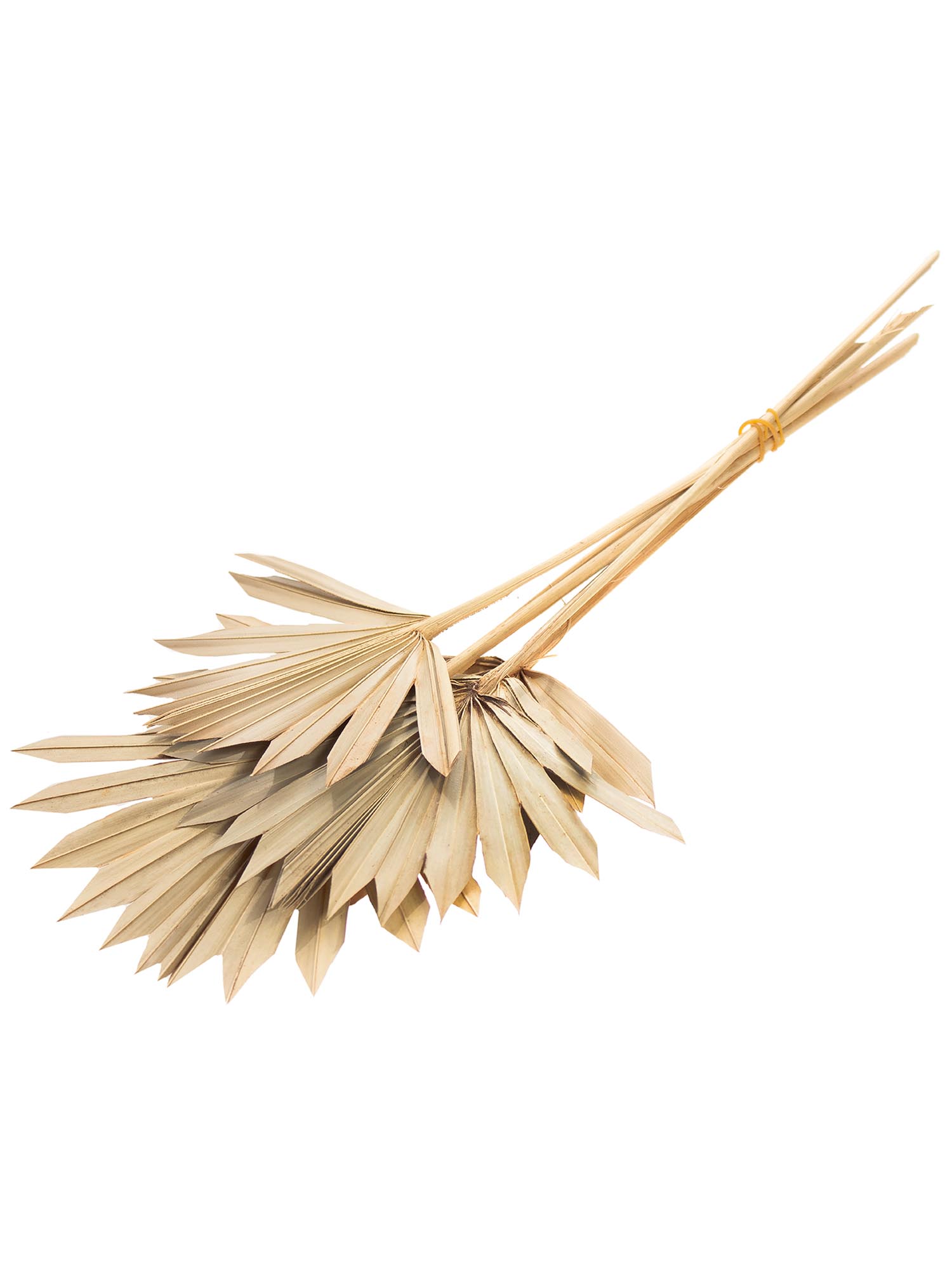 blumigo-palm-spear-trockenblume-natur-einzelstiel image 7