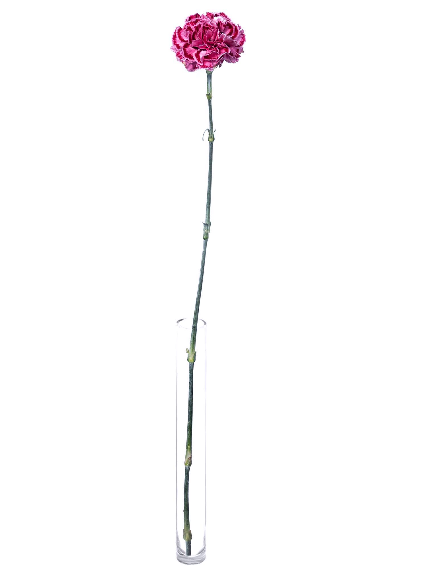 blumigo-nelken-nobbio-cherry-pink-wei-edelnelke image 4