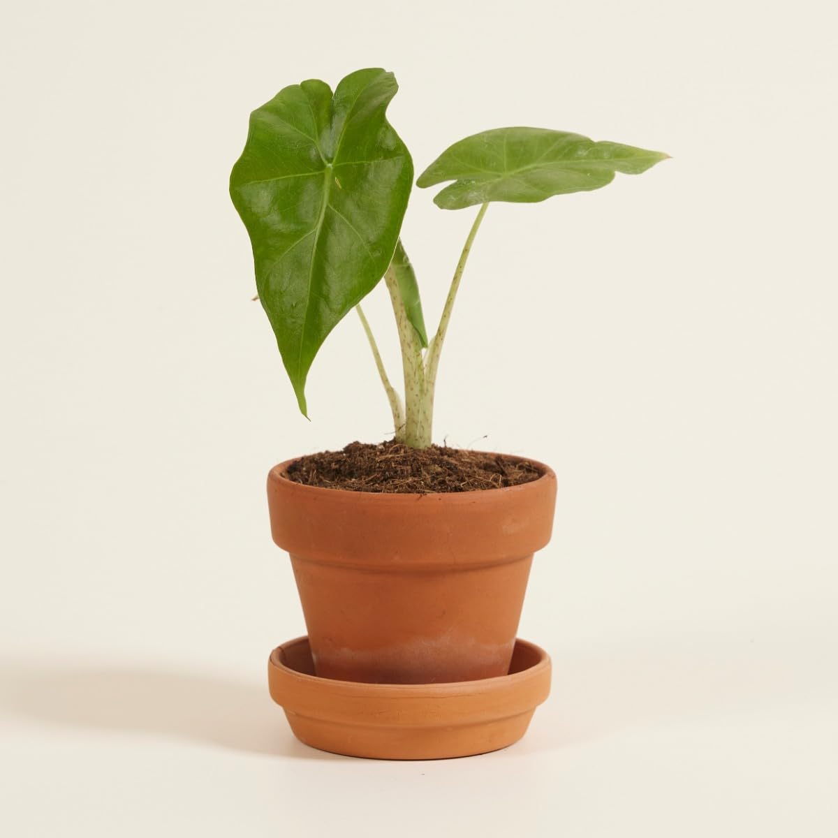 plnts-babyplnts-alocasia-portodora-zimmerpflanze-20-cm-gr-n image 6