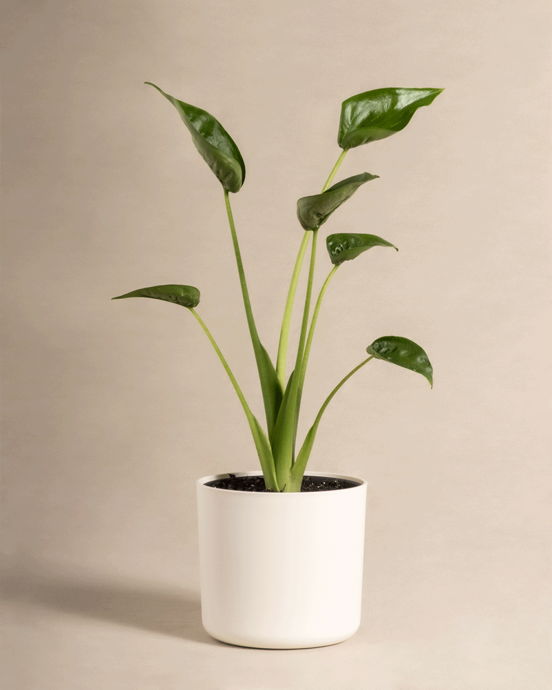 feey-variado-alocasia-tiny-dancer-zimmerpflanze-ohne-bertopf image 6