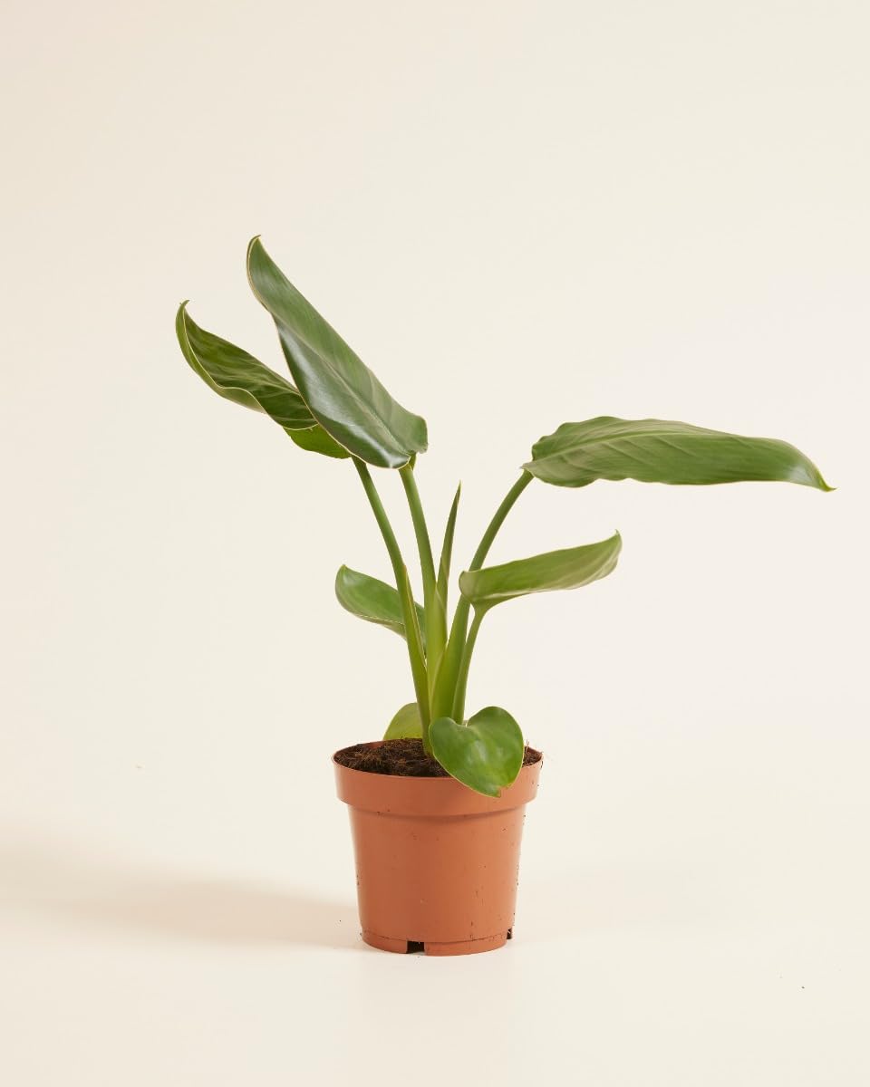 plnts-rareplnts-strelitzia-reginae-zimmerpflanze-30-cm-paradiesvogelblume image 2
