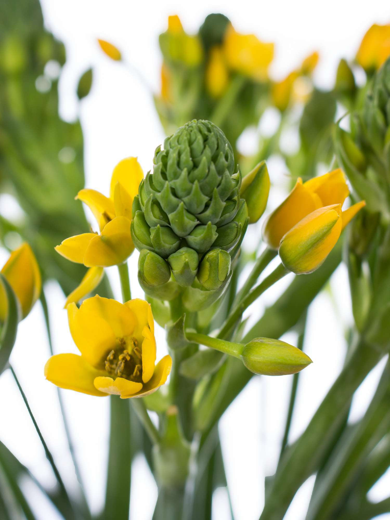 blumigo-fr-hlingsknollen-ornithogalum-yellow-asa-schnittblume-gelb image 1