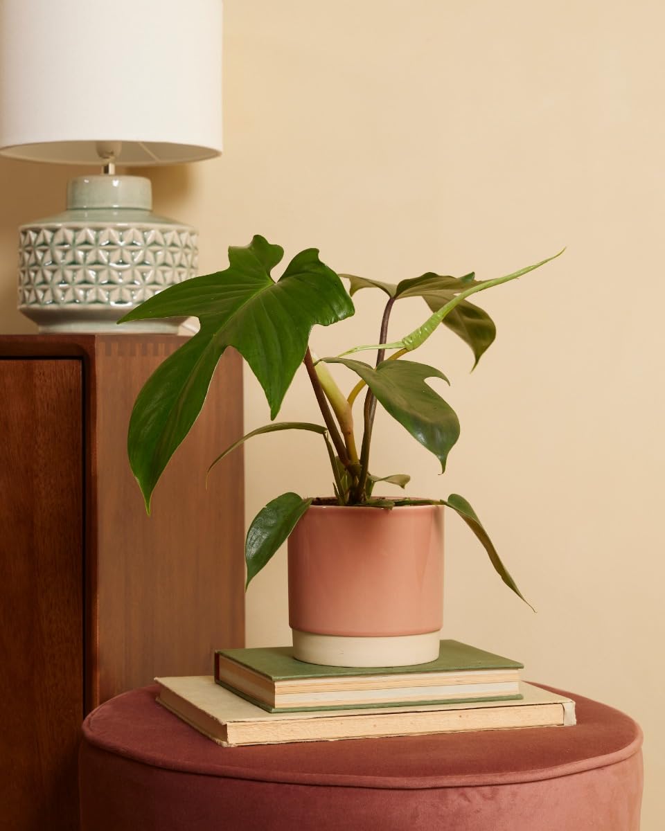 plnts-rareplnts-philodendron-florida-beauty-green-zimmerpflanze-12cm image 5