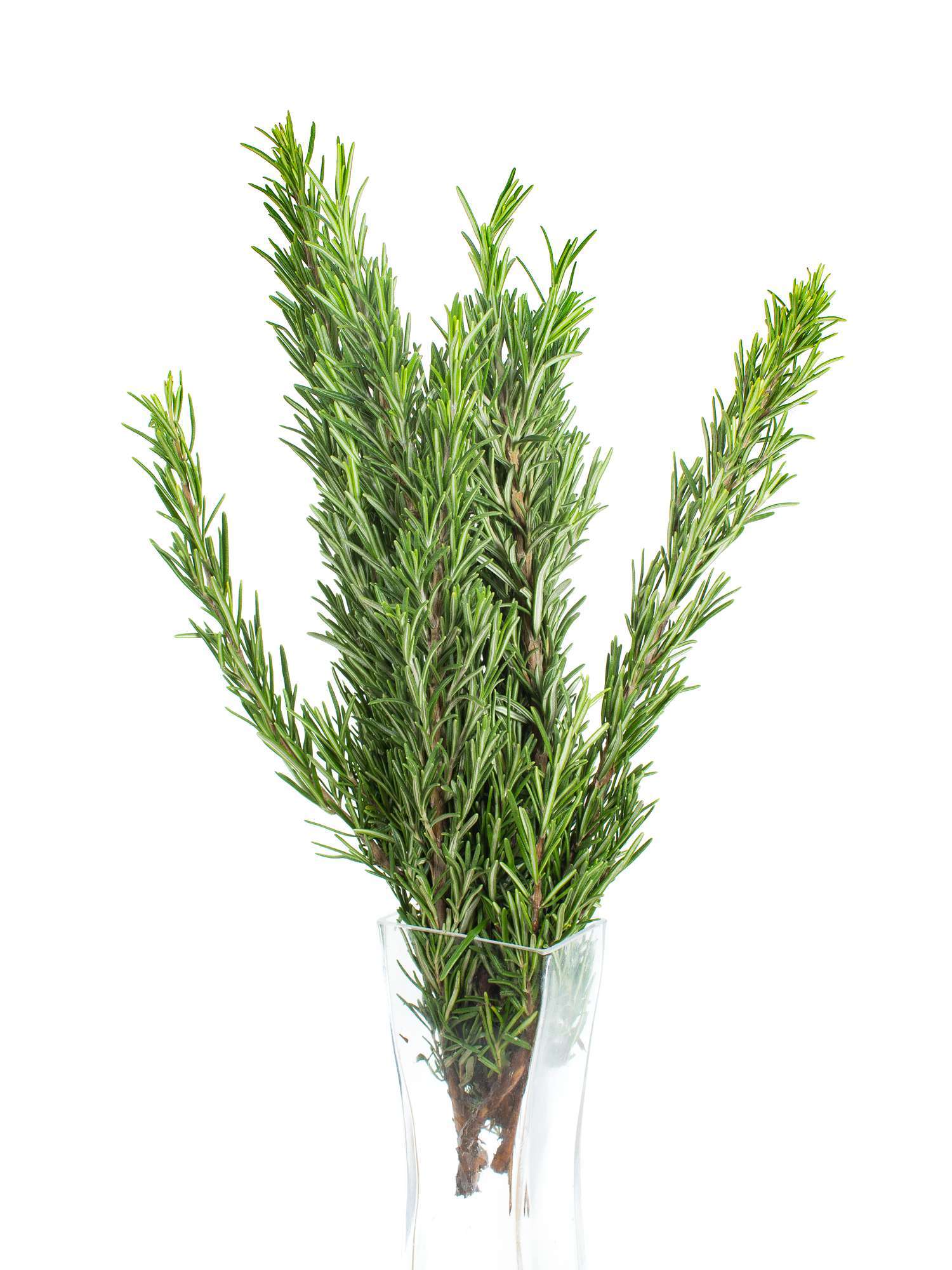 blumigo-blattwerk-rosmarin-bund-bindegr-n-frisch image 3