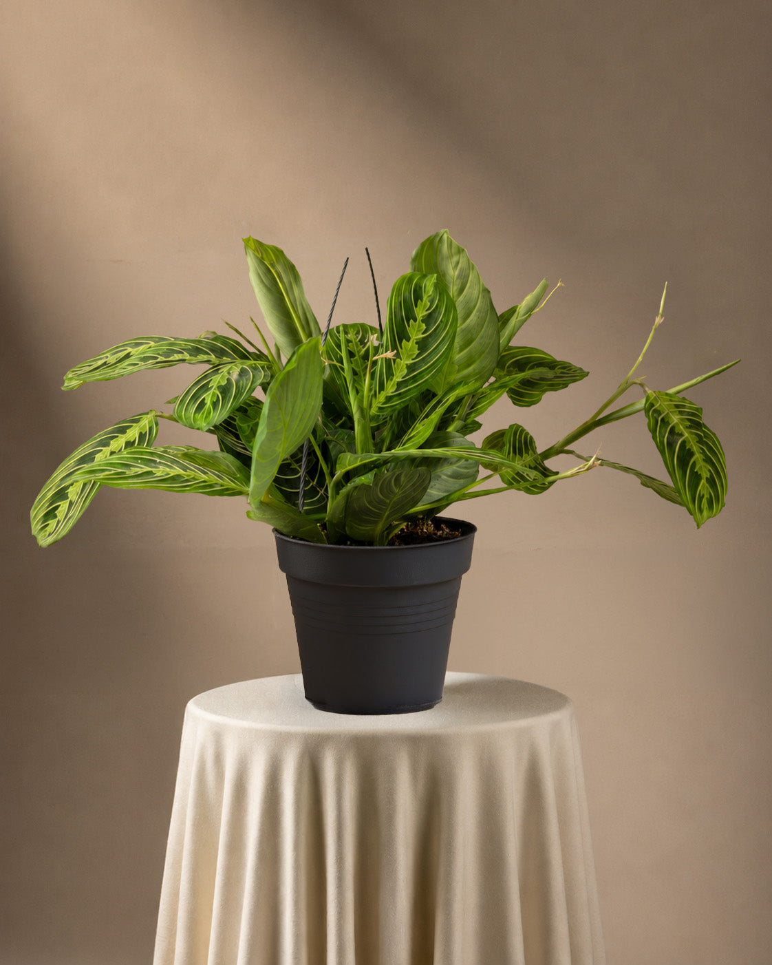 feey-variado-maranta-lemon-lime-zimmerpflanze-ohne-bertopf image 3