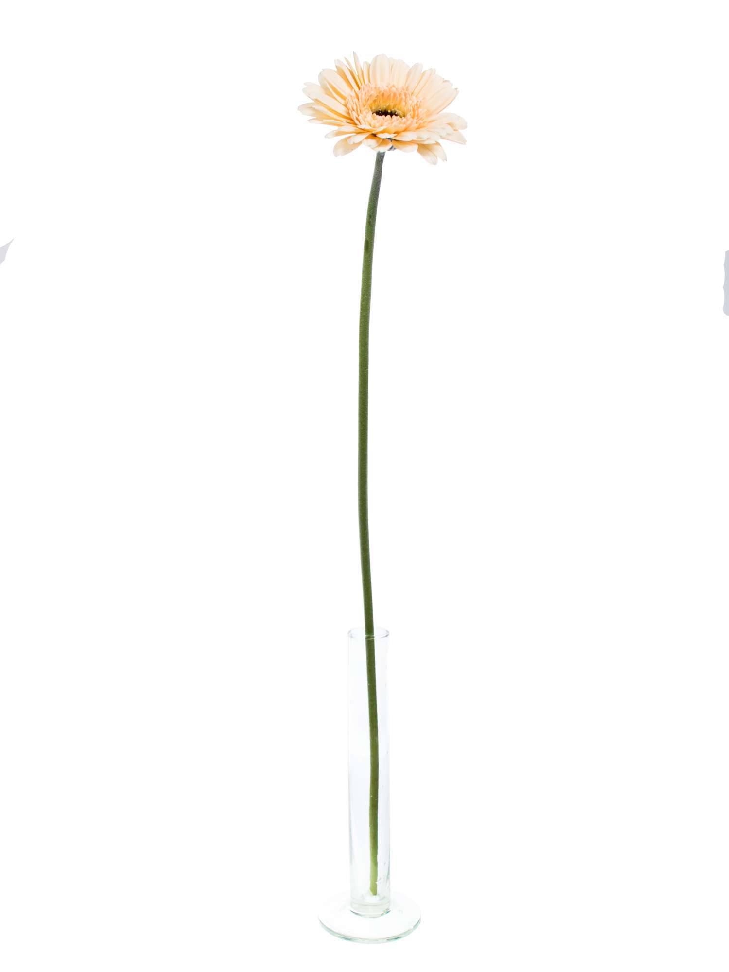 blumigo-gerbera-mini-cafe-creme-apricot-blume image 3