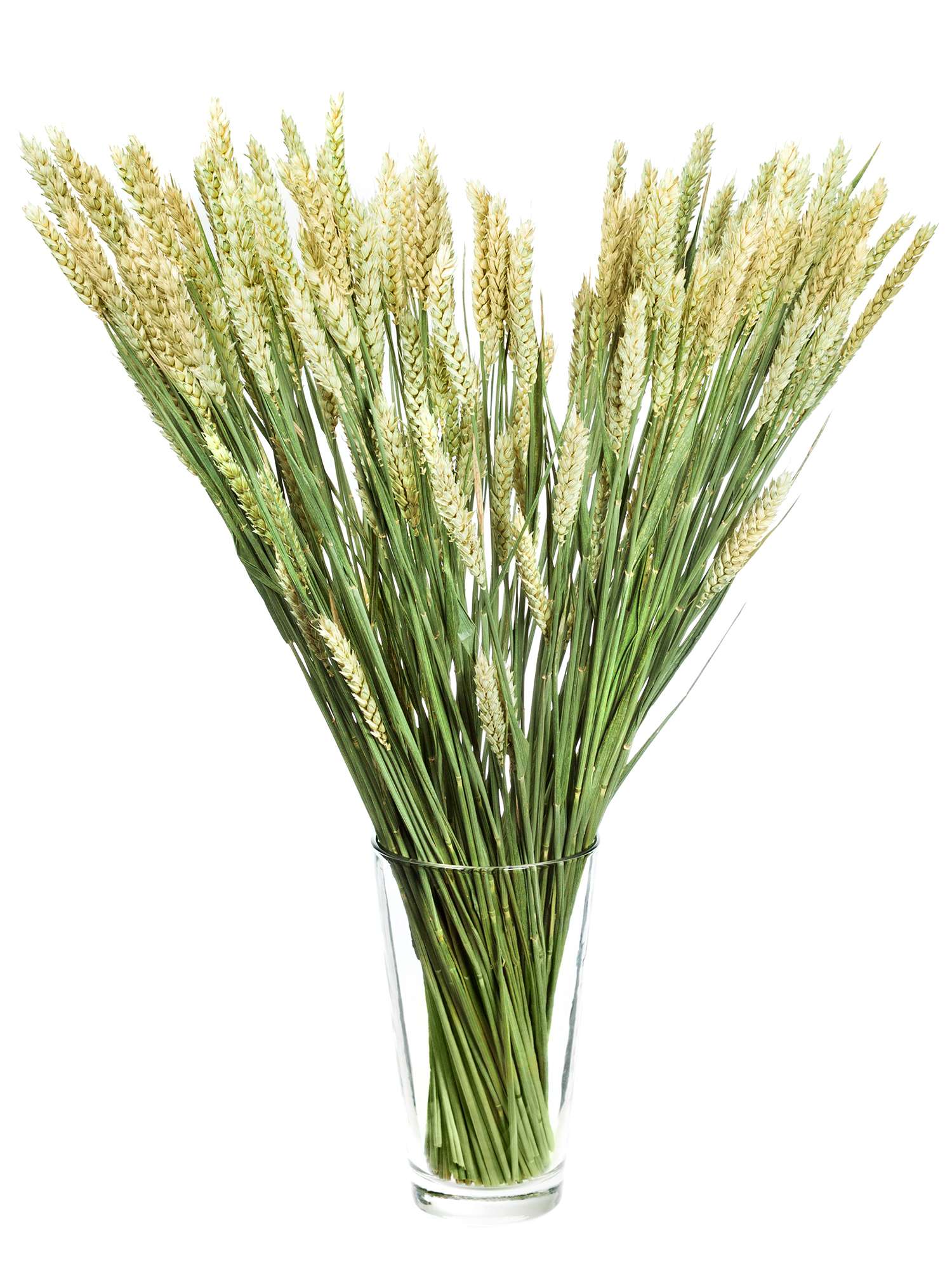 blumigo-trockenblumen-weizen-trockenblume-braun-gelb image 2