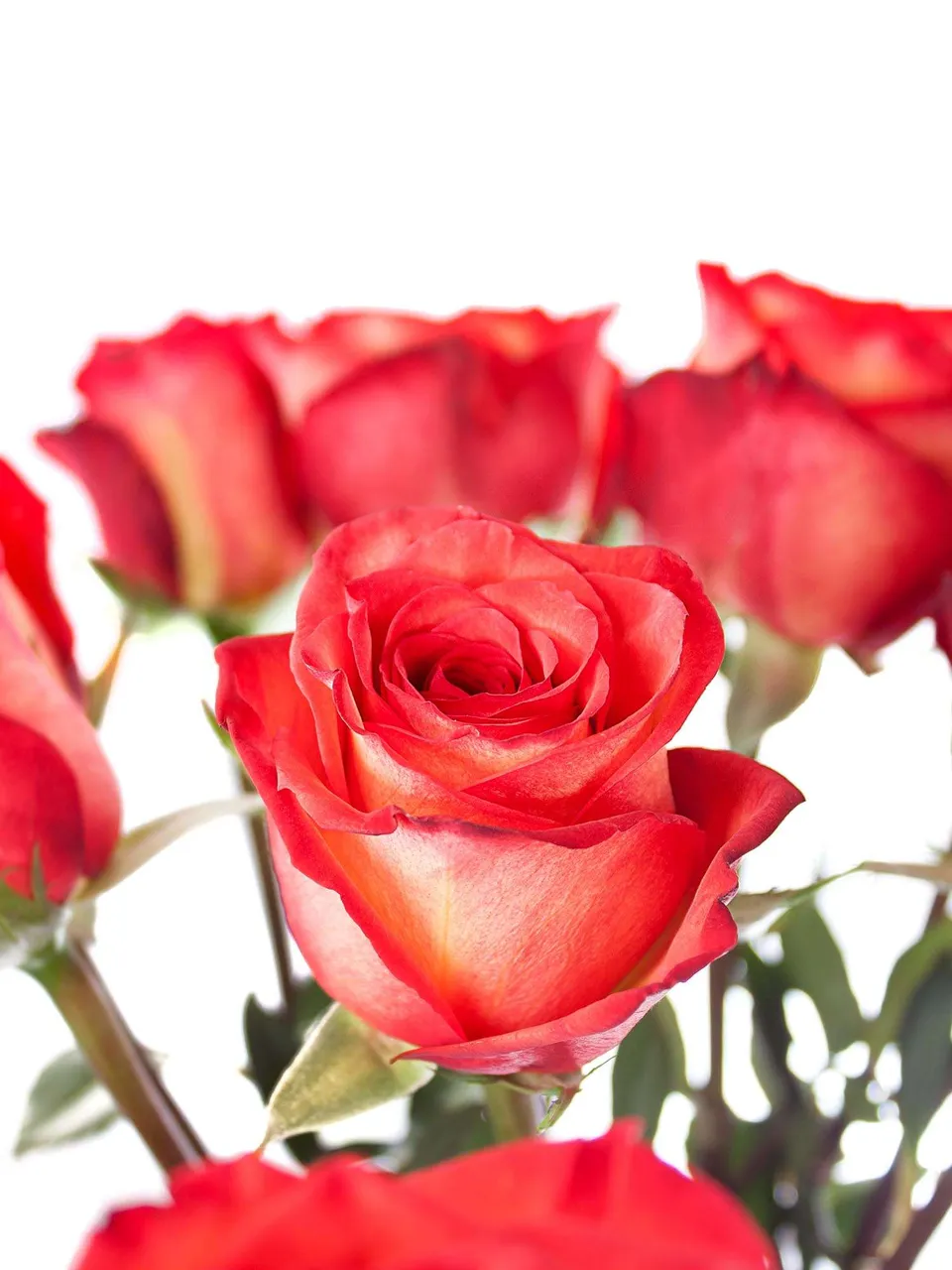 blumigo-rosen-high-magic-orange-schnittrosen-orange-rot image 1