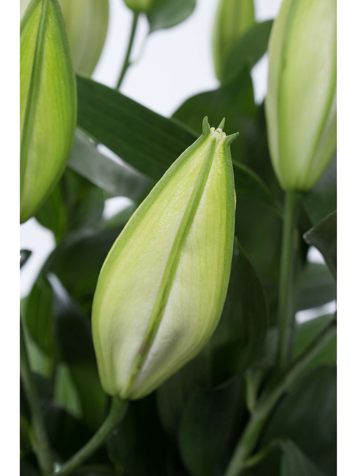 blumigo-sapporo-lilie-wei-schnittblume image 4