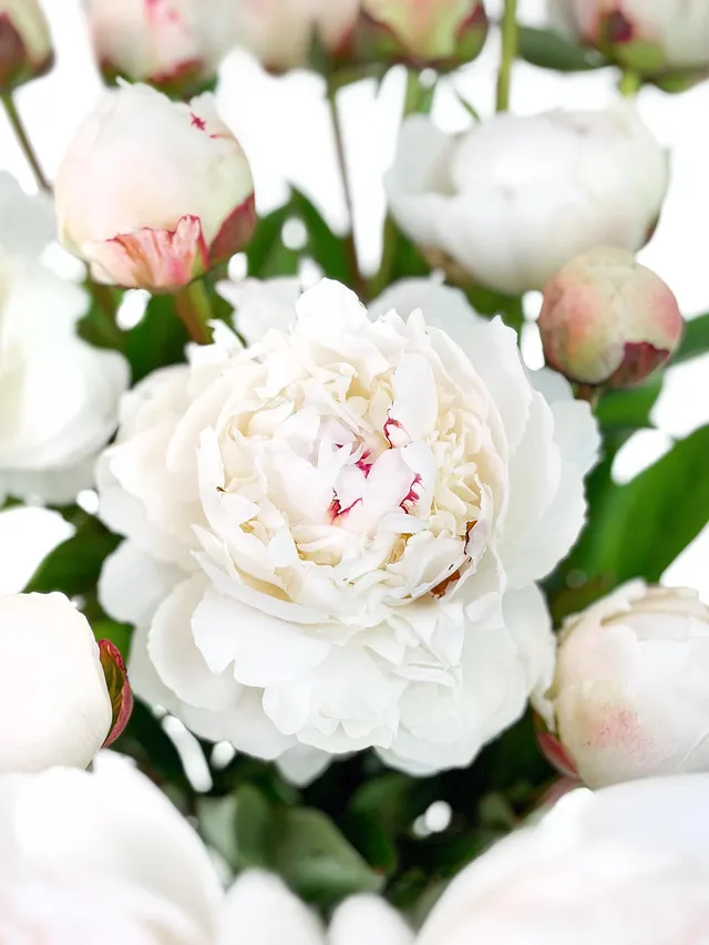 blumigo-pfingstrosen-odile-schnittblume-creme-stiel image 1