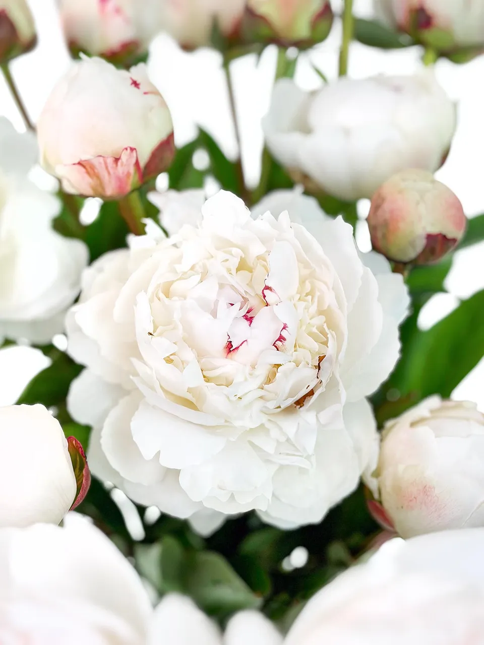 blumigo-pfingstrosen-odile-schnittblume-creme-stiel image 1