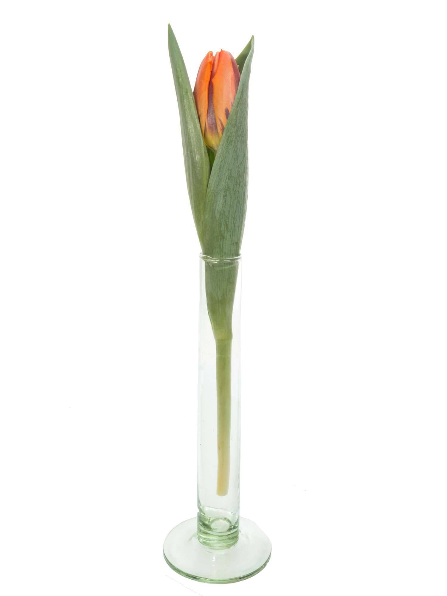 blumigo-tulpen-princess-irene-schnittblumen-orange image 3