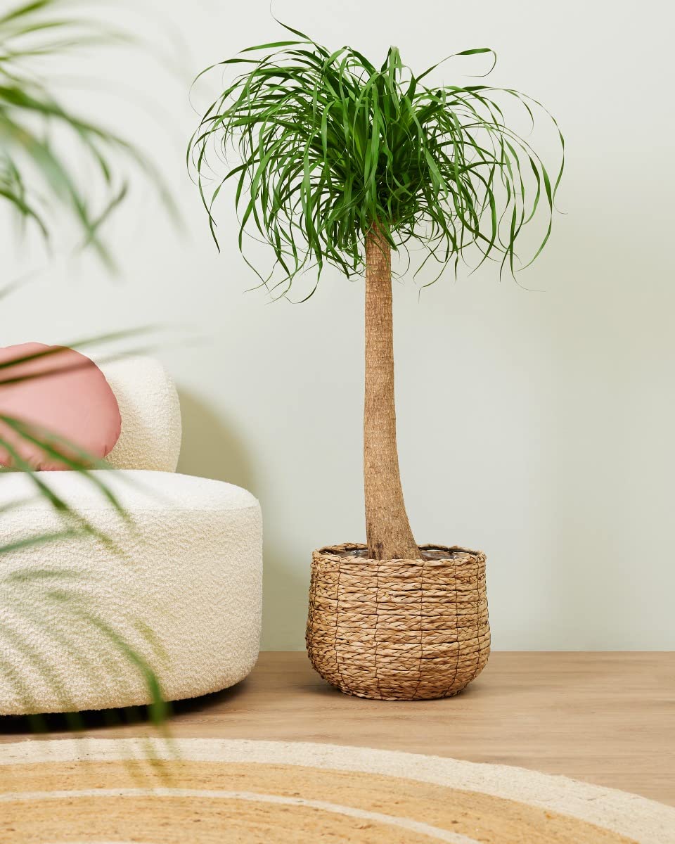 plnts-rareplnts-beaucarnea-recurvata-elefantenfu-160-cm image 7