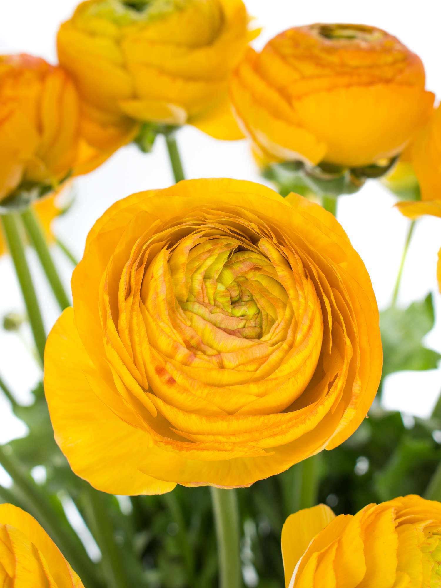 blumigo-ranunkeln-xl-cloni-pareo-schnittblume-gelb image 1