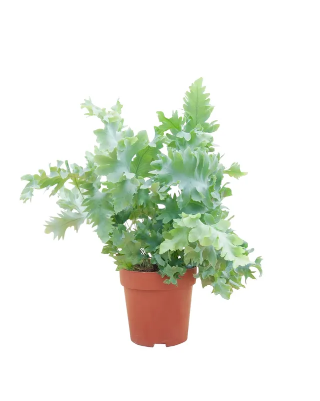 plnts-rareplnts-phlebodium-aureum-davana-zimmerpflanze-25cm-luftreinigend image 1
