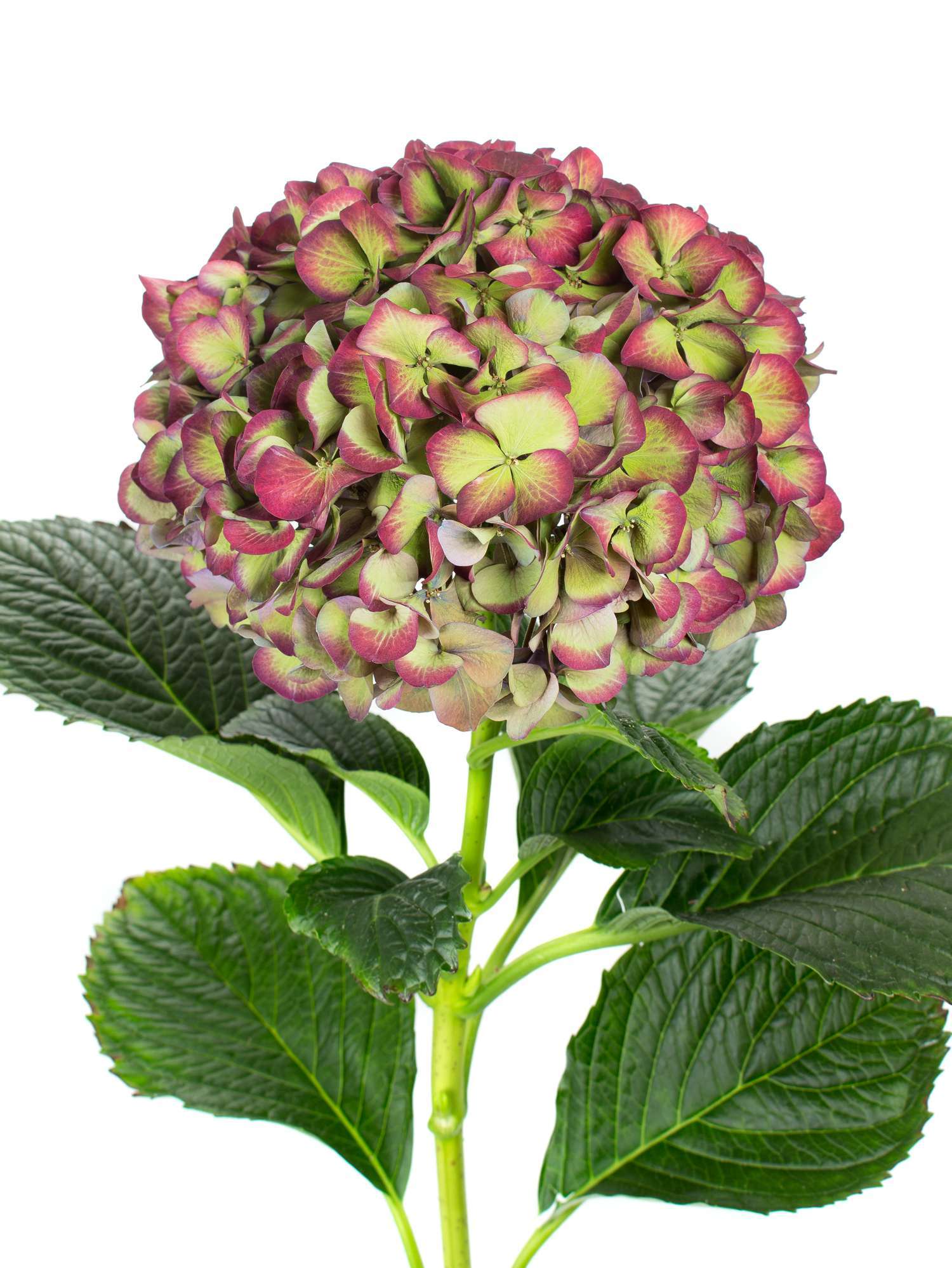 blumigo-hortensien-glowing-alps-classic-hortensie-rot-gr-n image 1