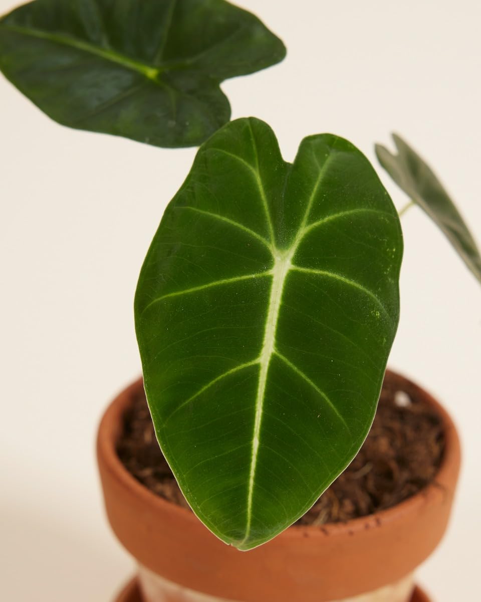 plnts-baby-alocasia-frydek-zimmerpflanze-steckling-15cm image 3