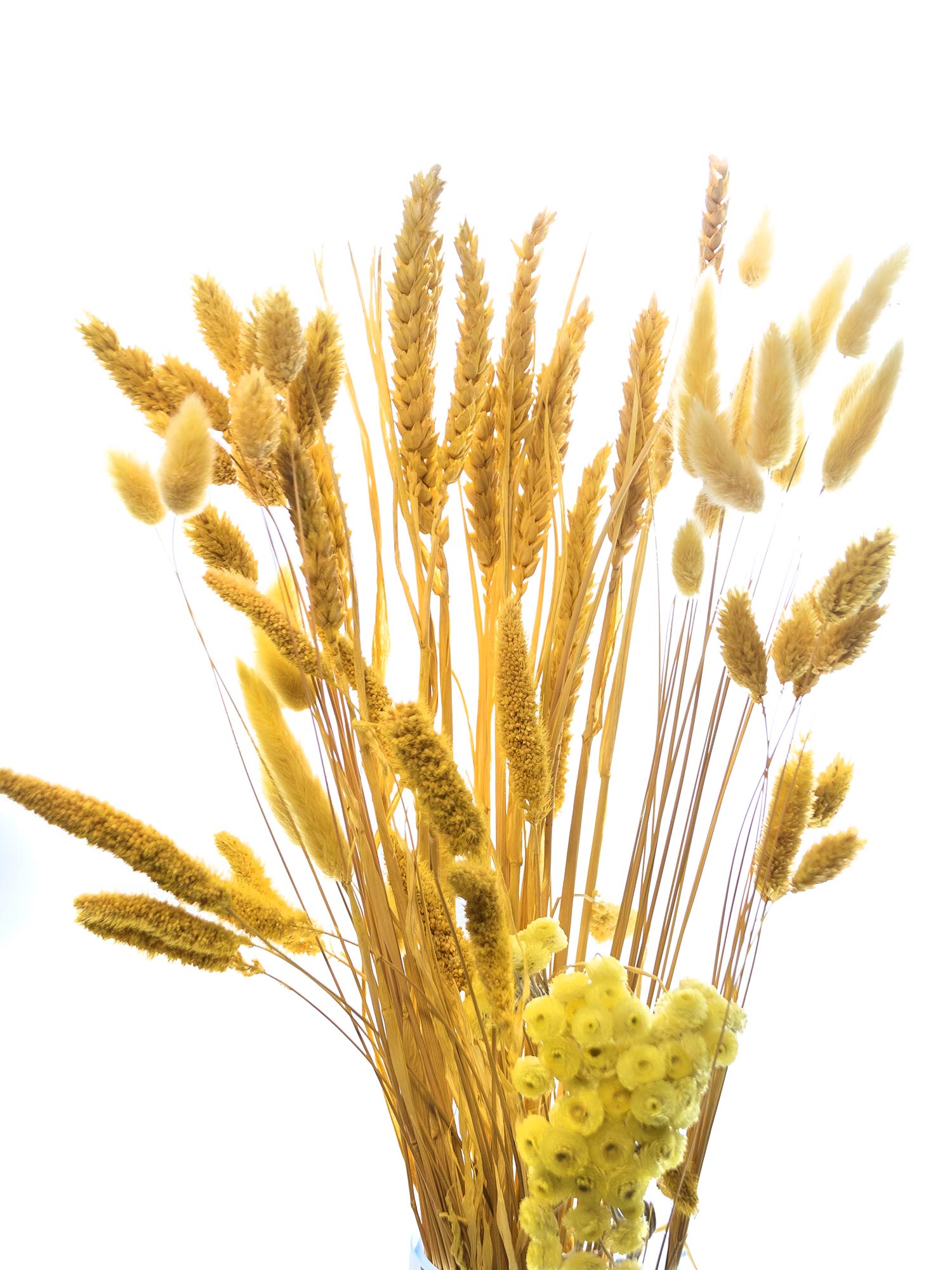 blumigo-trockenblumen-indian-mustard-mix-trockenstrau-gelb image 4