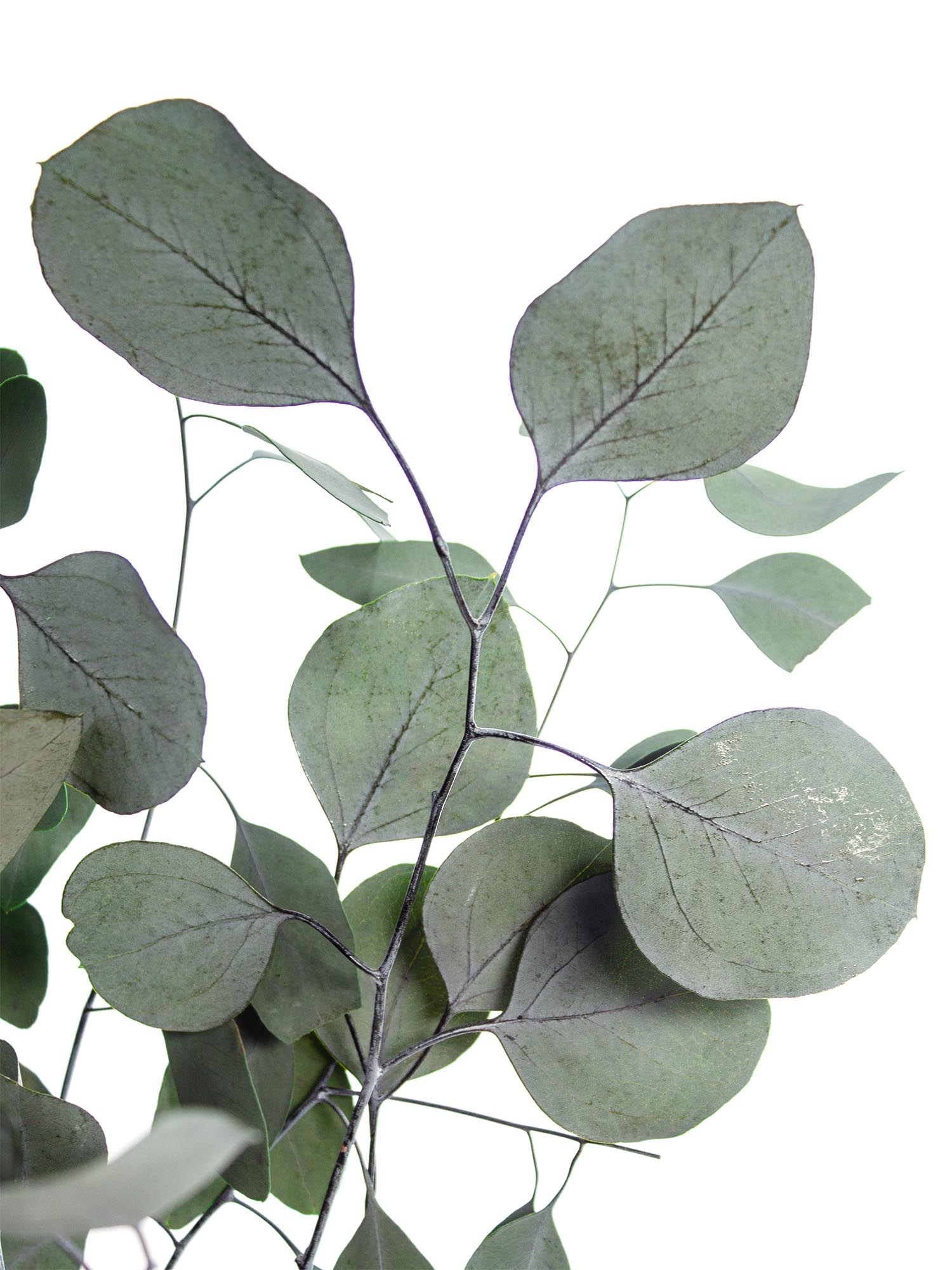 blumigo-trockenblumen-eukalyptus-silver-dollar-gr-n-konserviert image 1