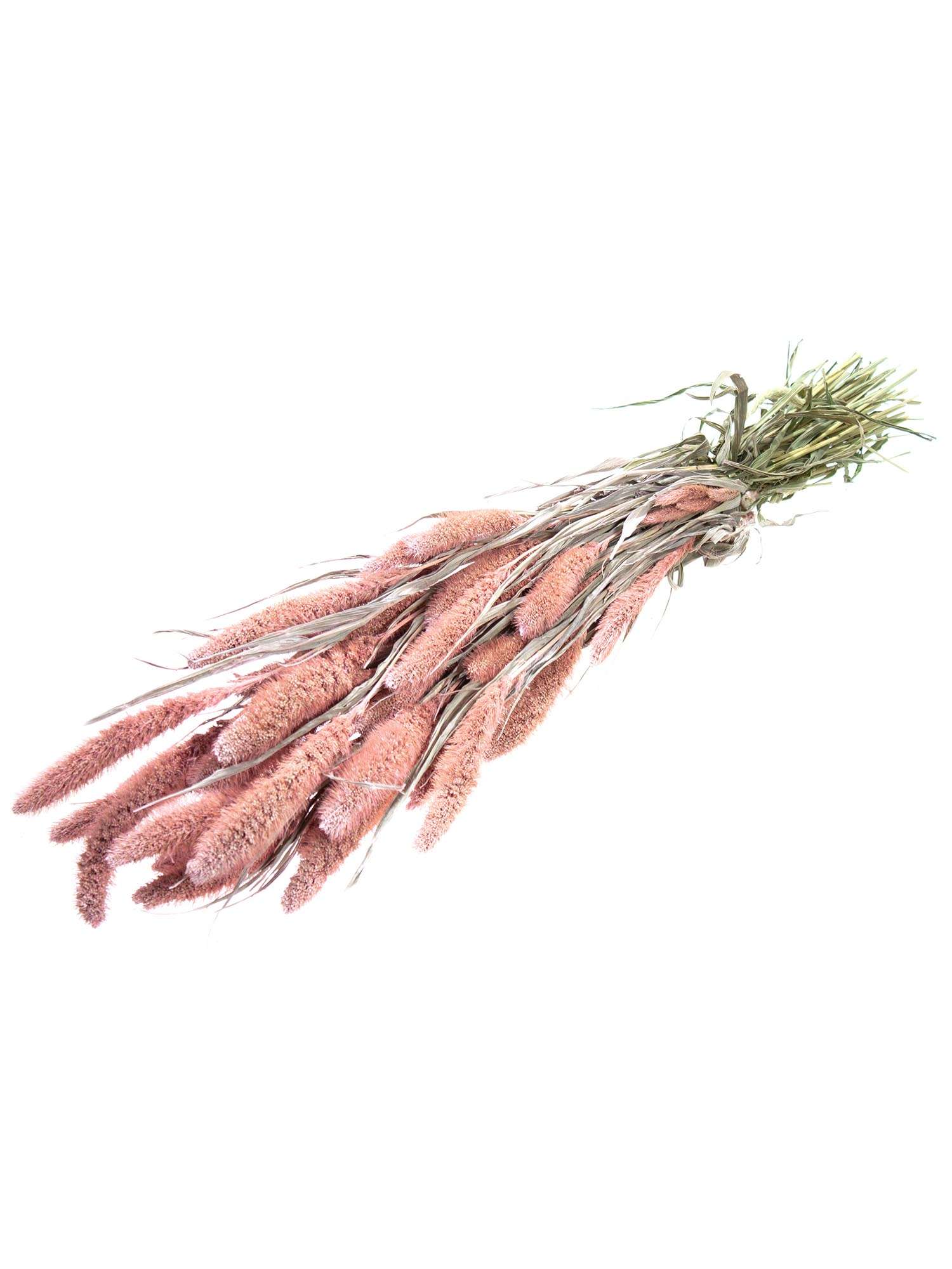 blumigo-setaria-borstenhirse-trockenblume-rosa image 3