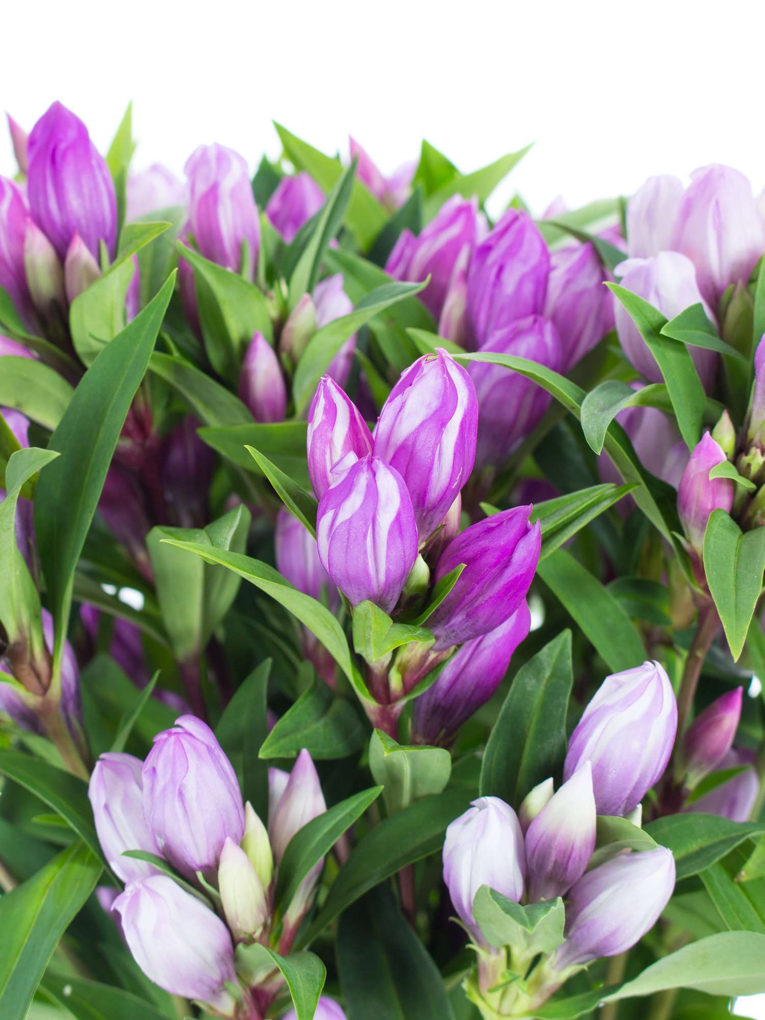 blumigo-blattwerk-enzian-pink-sky-blume-pink-frisch image 1