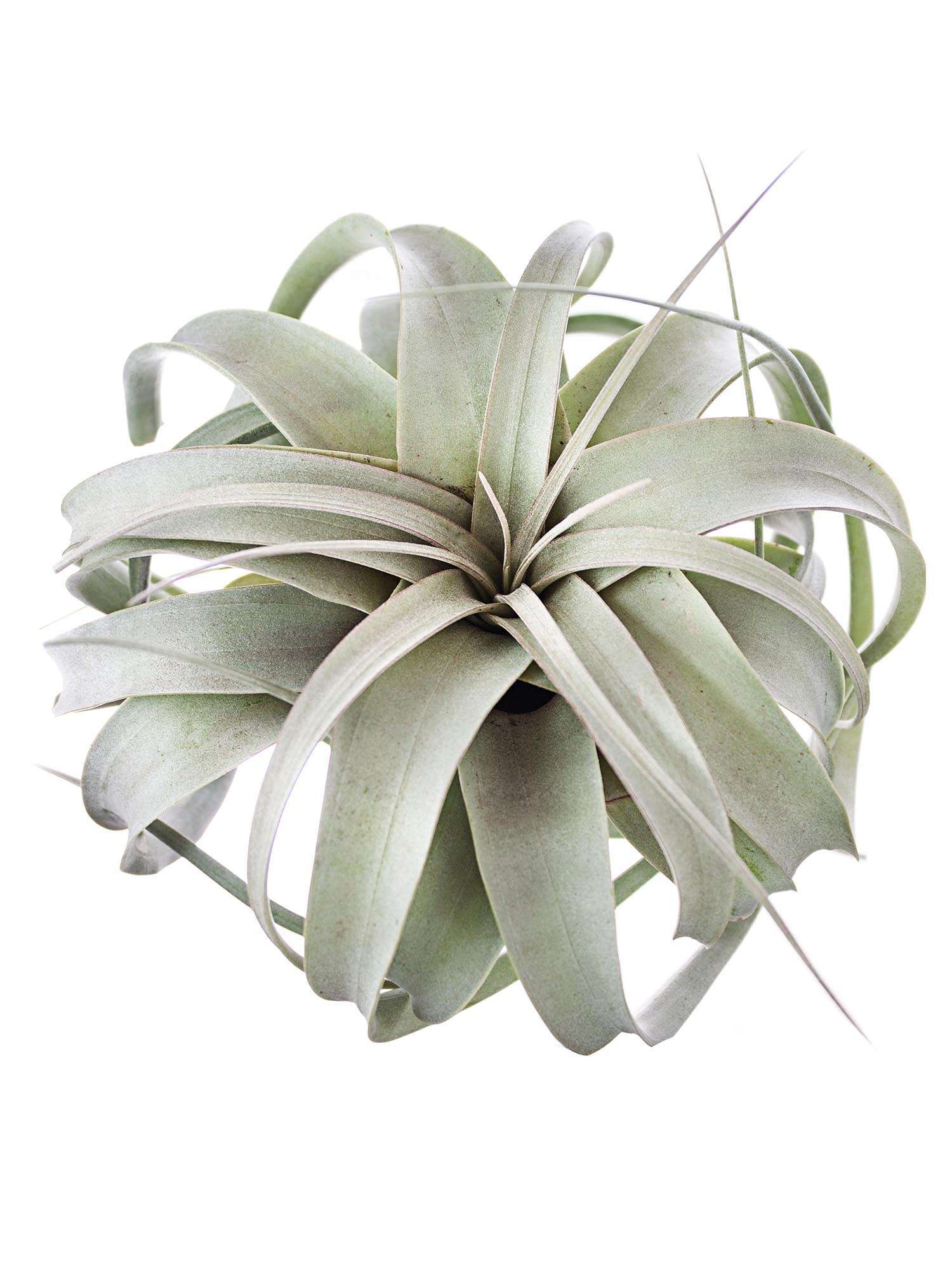 blumigo-tillandsia-xerographica-xl-luftpflanze-gr-n-silber image 3
