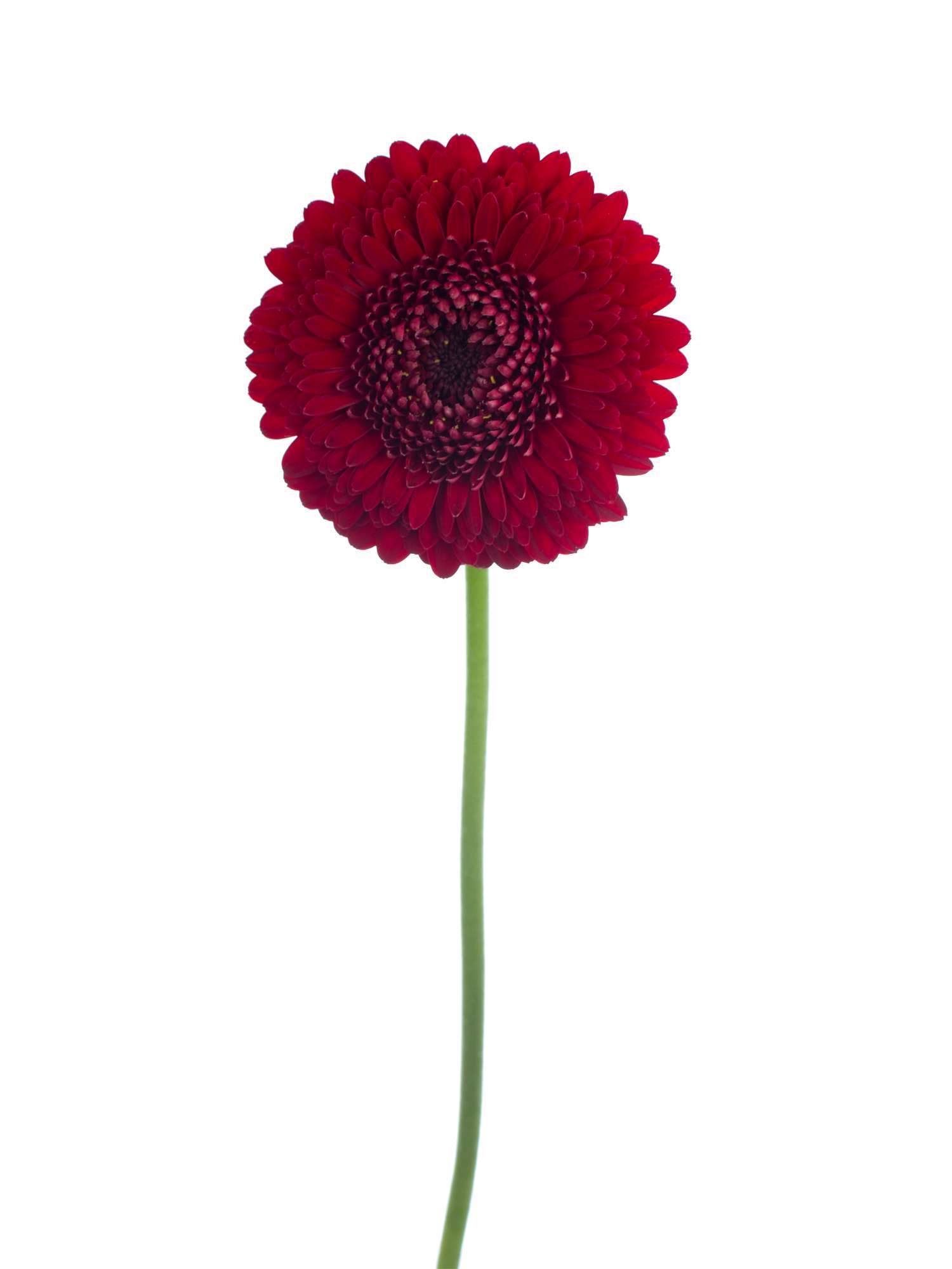 blumigo-gerbera-pomponi-tomtom-schnittblume-rot-stiel image 2