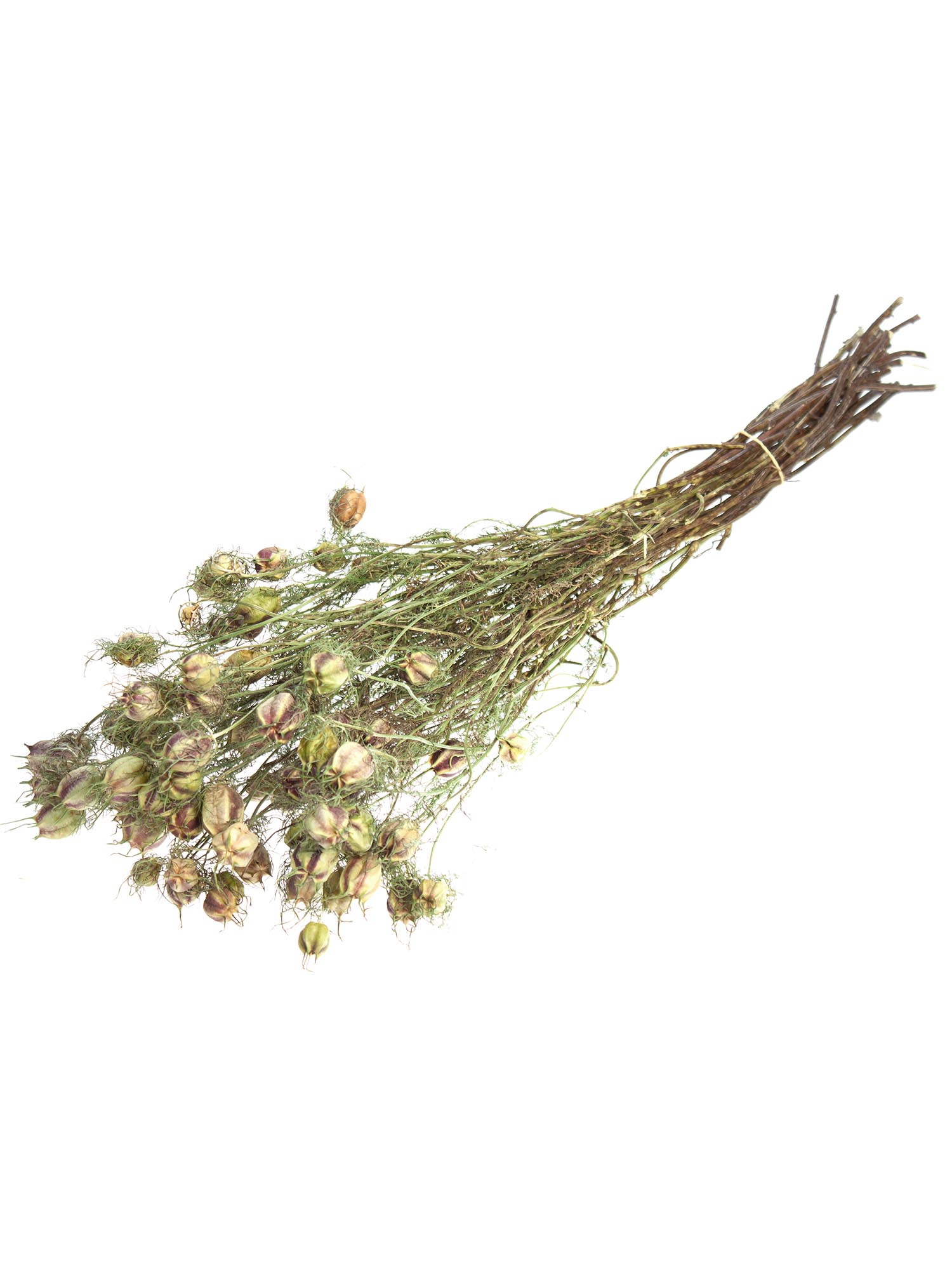 blumigo-trockenblumen-nigella-saatkapseln-getrocknet-natur image 3