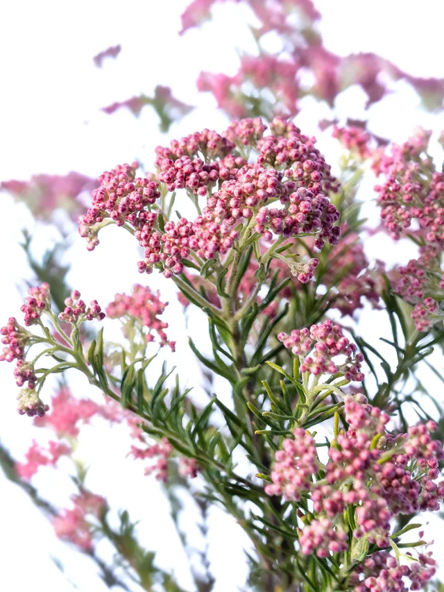blumigo-blattwerk-ozothamnus-reisblume-pink-frisch image 1