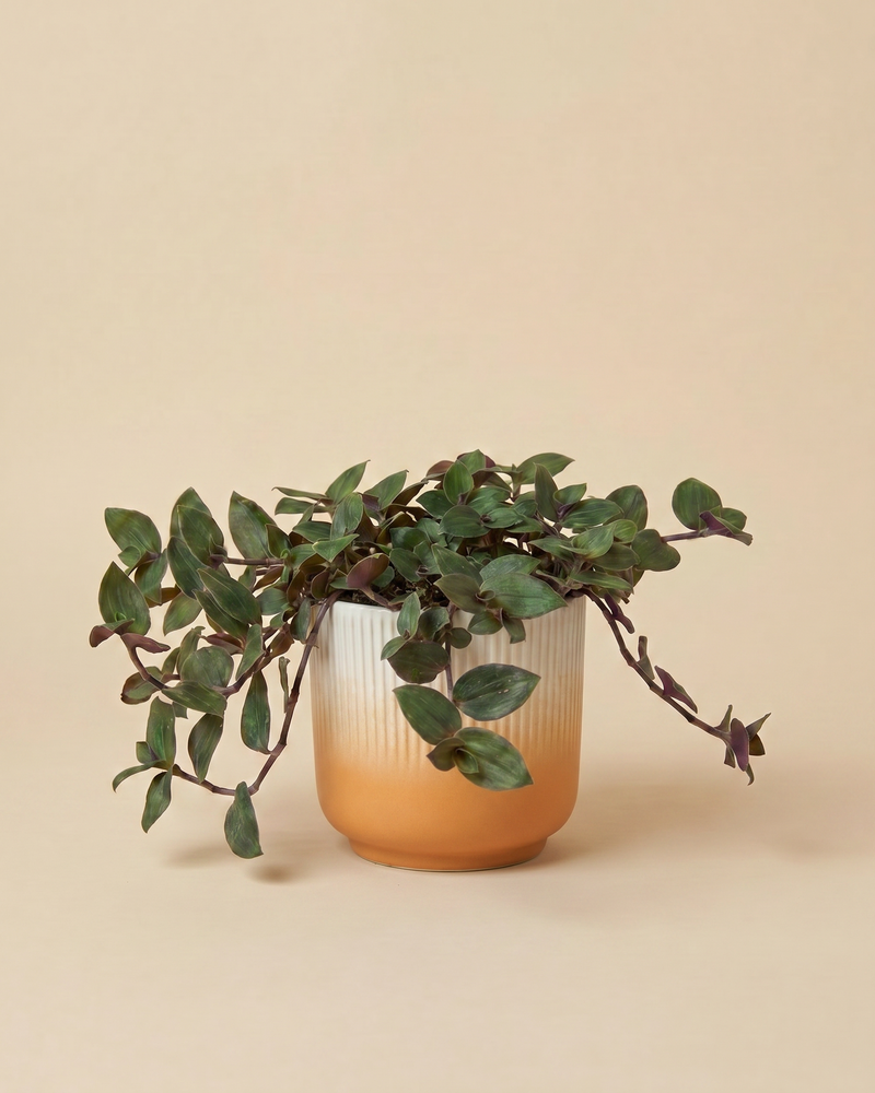 feey-variado-tradescantia-bunny-bellies-zimmerpflanze-klein image 7