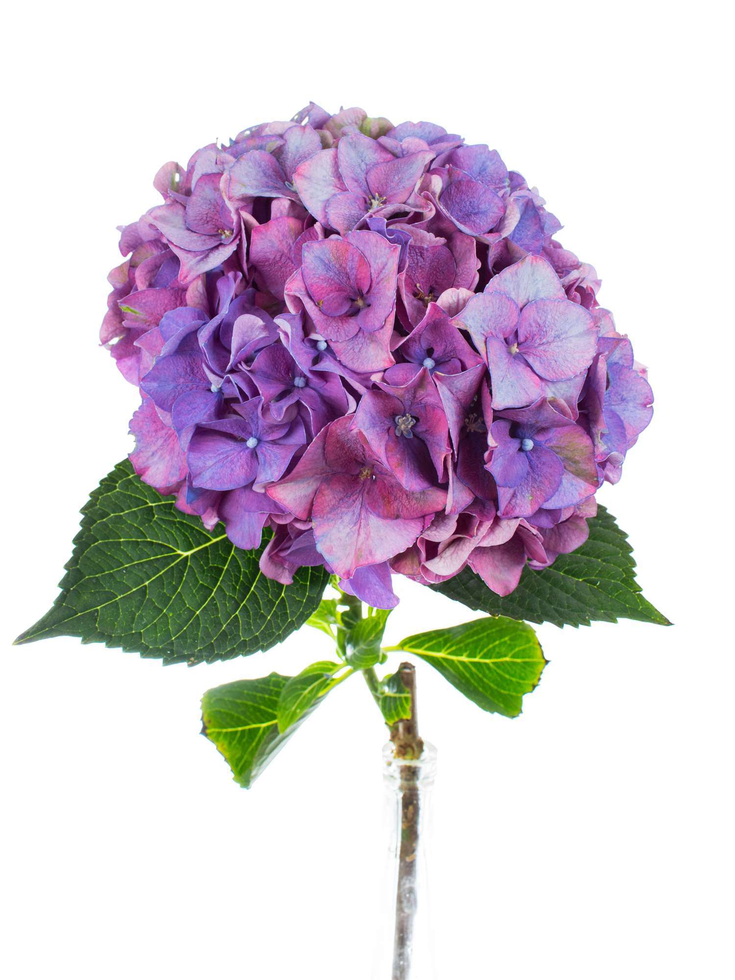 blumigo-hortensie-rodeo-schnittblumen-lila image 2