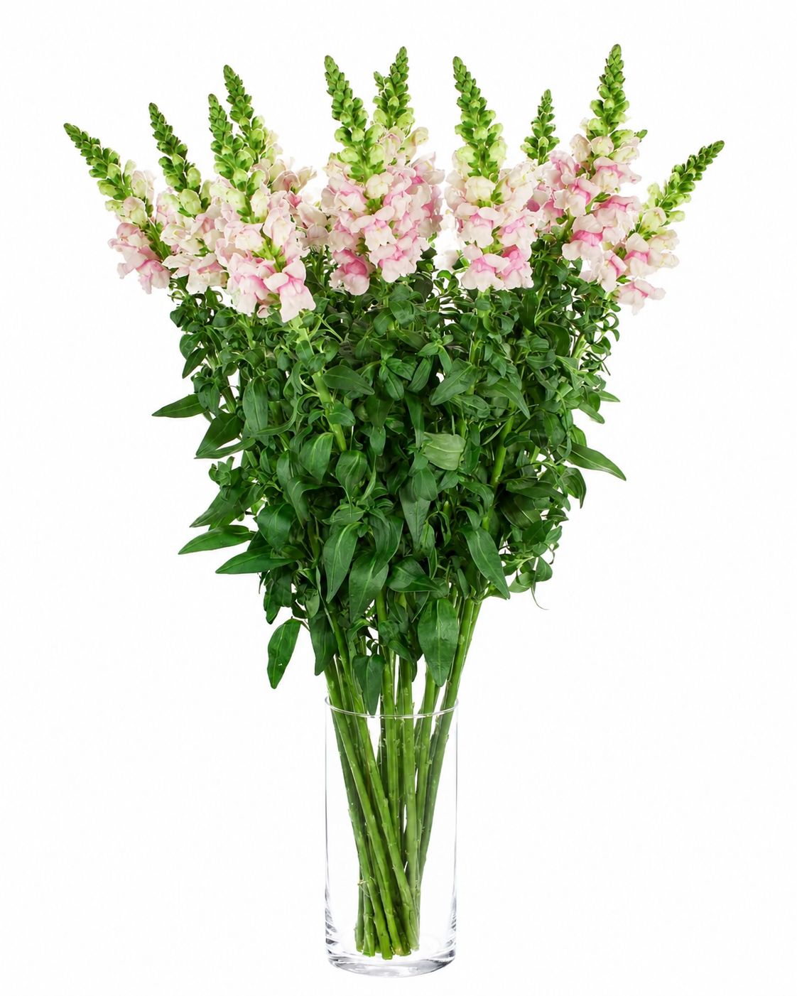 blumigo-l-wenm-ulchen-appleblossom-schnittblume-wei-pink image 2