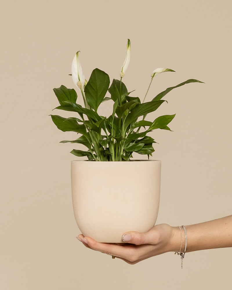feey-einblatt-spathiphyllum-zimmerpflanze-klein-ohne-topf image 1