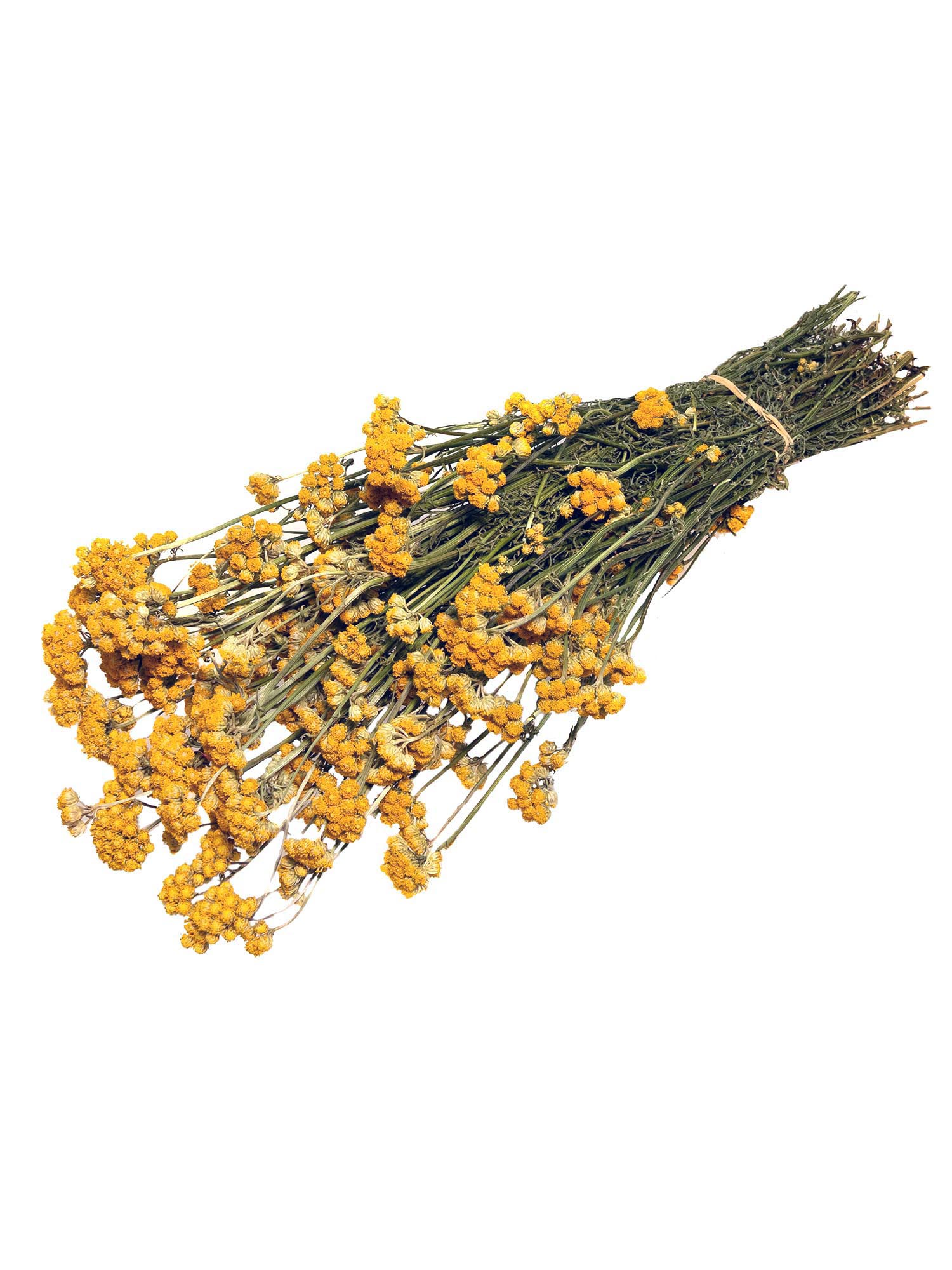 blumigo-trockenblumen-ageratum-lonas-gelb-getrocknet image 3