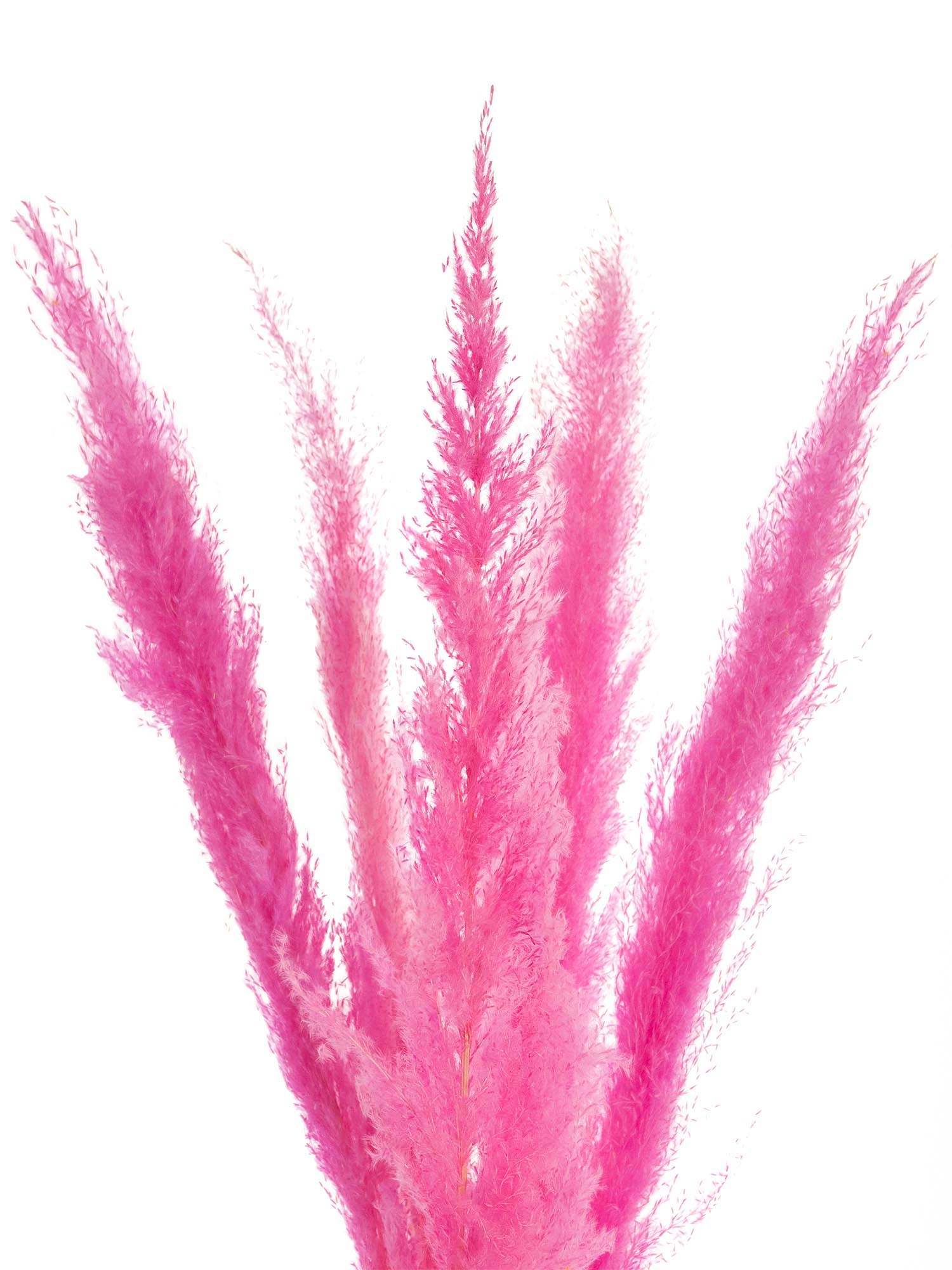 blumigo-pampasgras-getrocknet-pink-deko-wedel image 1