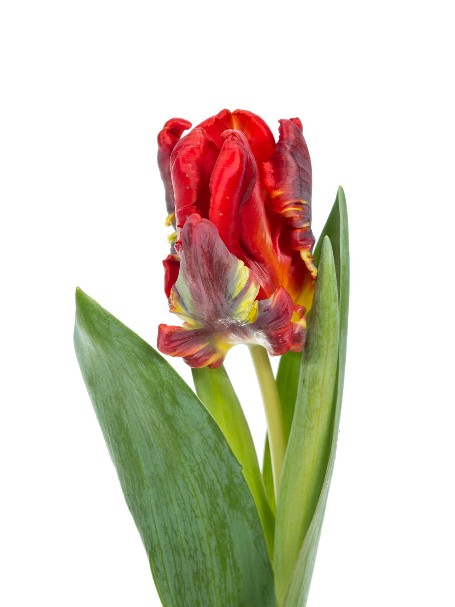 blumigo-rococo-tulpen-papagei-rot-frisch-haltbar image 4