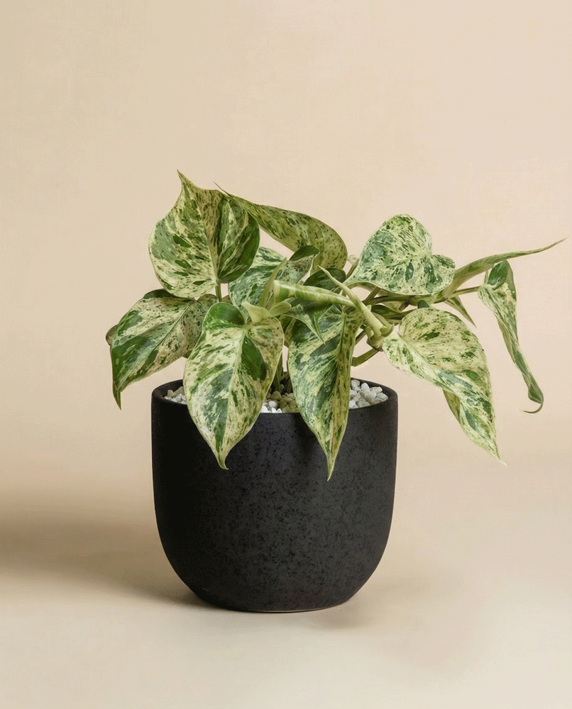 feey-variado-philodendron-oxycardium-variegata-zimmerpflanze-ohne-bertopf image 5