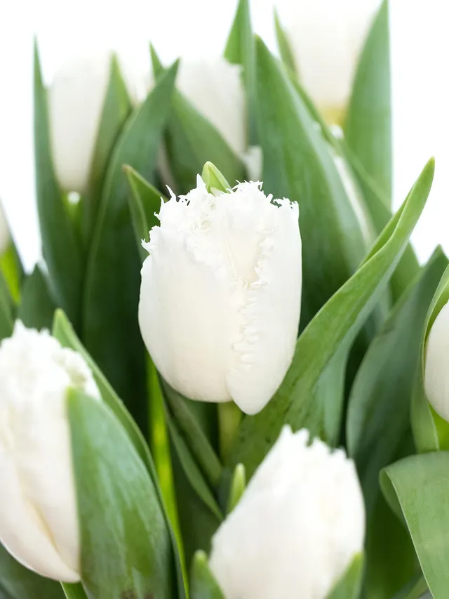blumigo-tulpen-honeymoon-gefranst-schnittulpe-wei-einzelstiel image 1