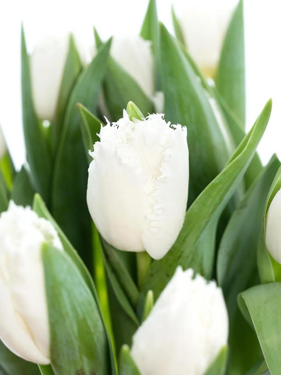 blumigo-tulpen-honeymoon-gefranst-schnittulpe-wei-einzelstiel image 1