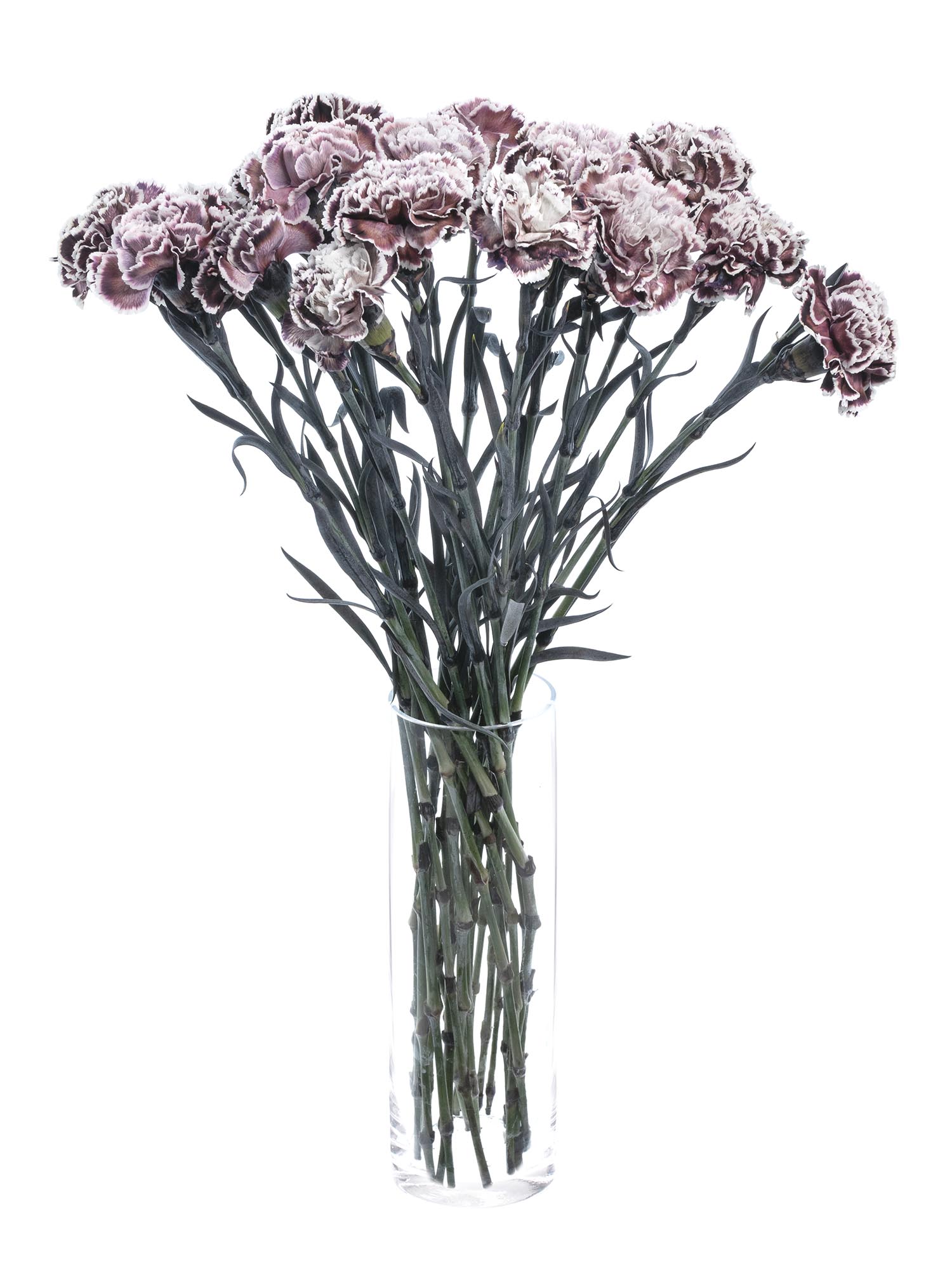 blumigo-edelnelken-violetta-blume-violett-wei-einzeln image 3